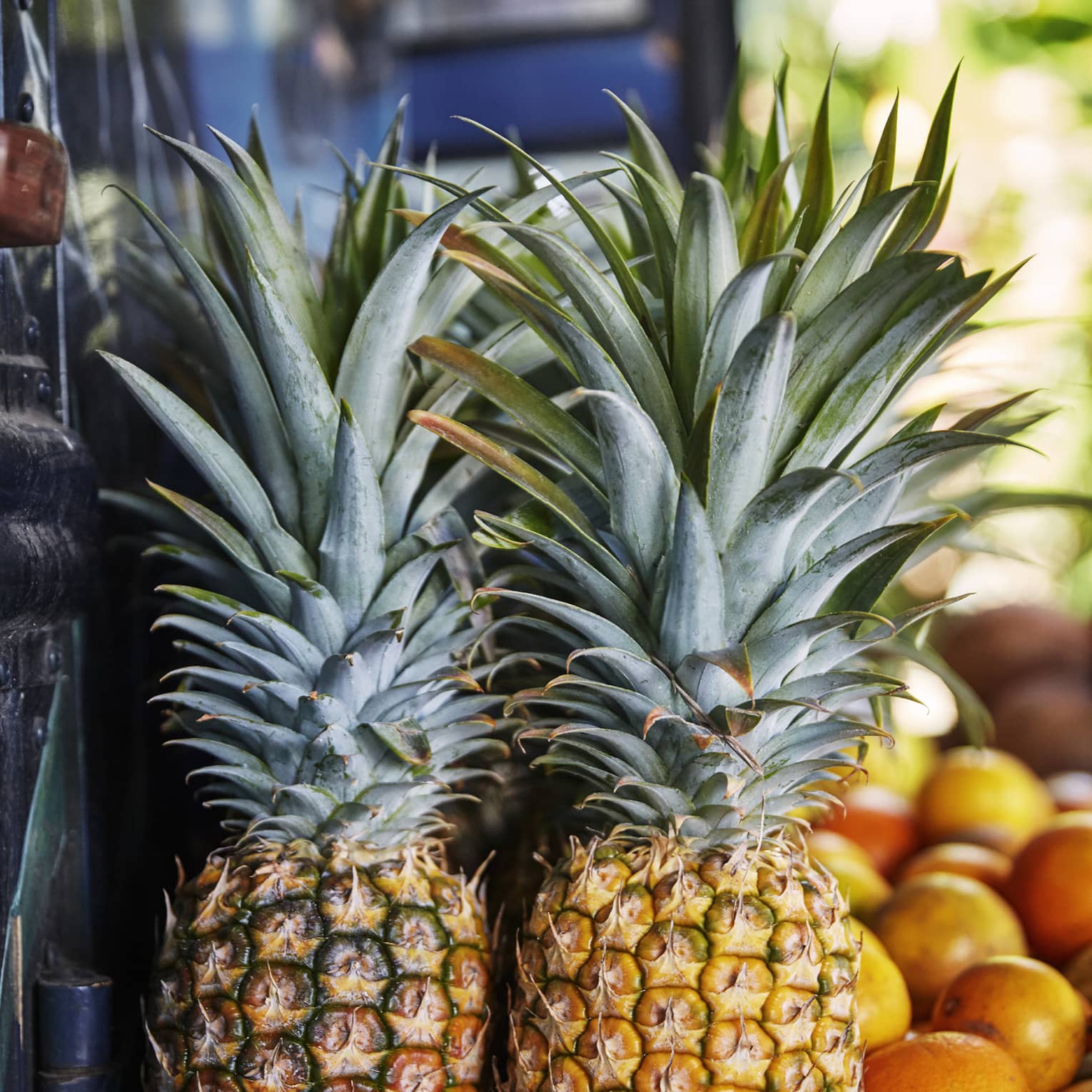 Two whole pineapples next to oranges on table