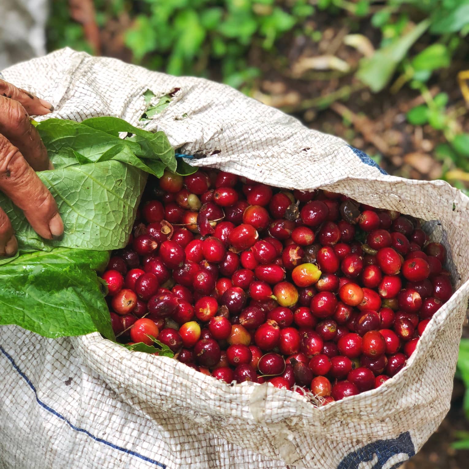 Bright deep red raw coffee beans in a white coffee sack on the dirt ground