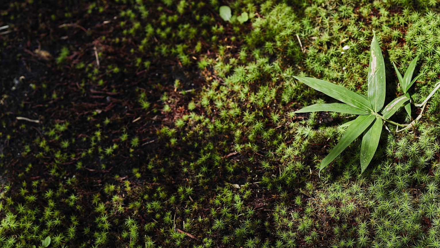 Closeup of greenery in Japanese forest