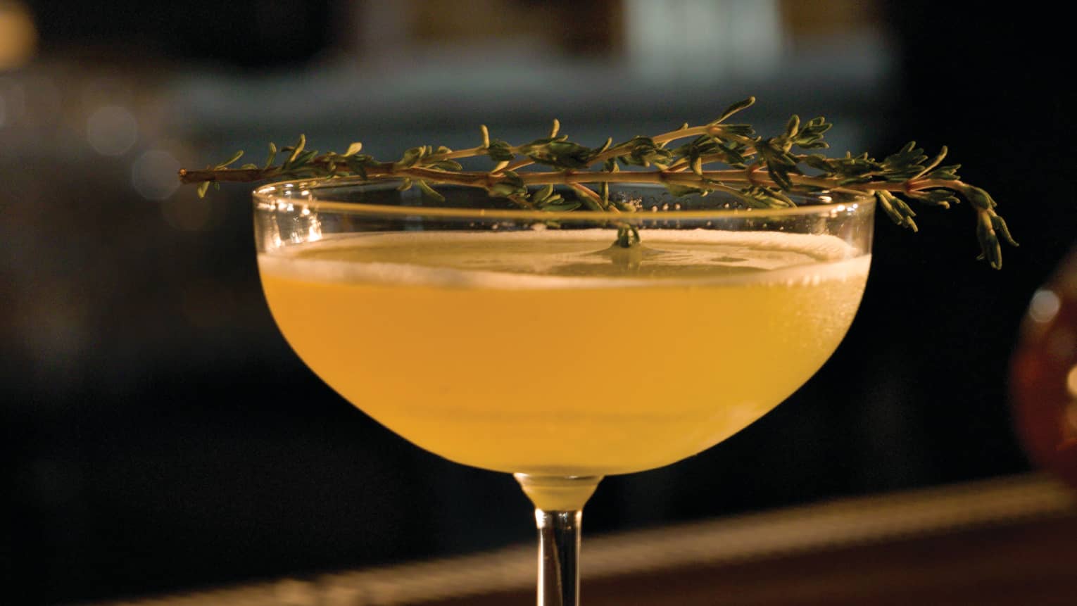 Harborita orange cocktail in martini glass with rosemary sprig garnish