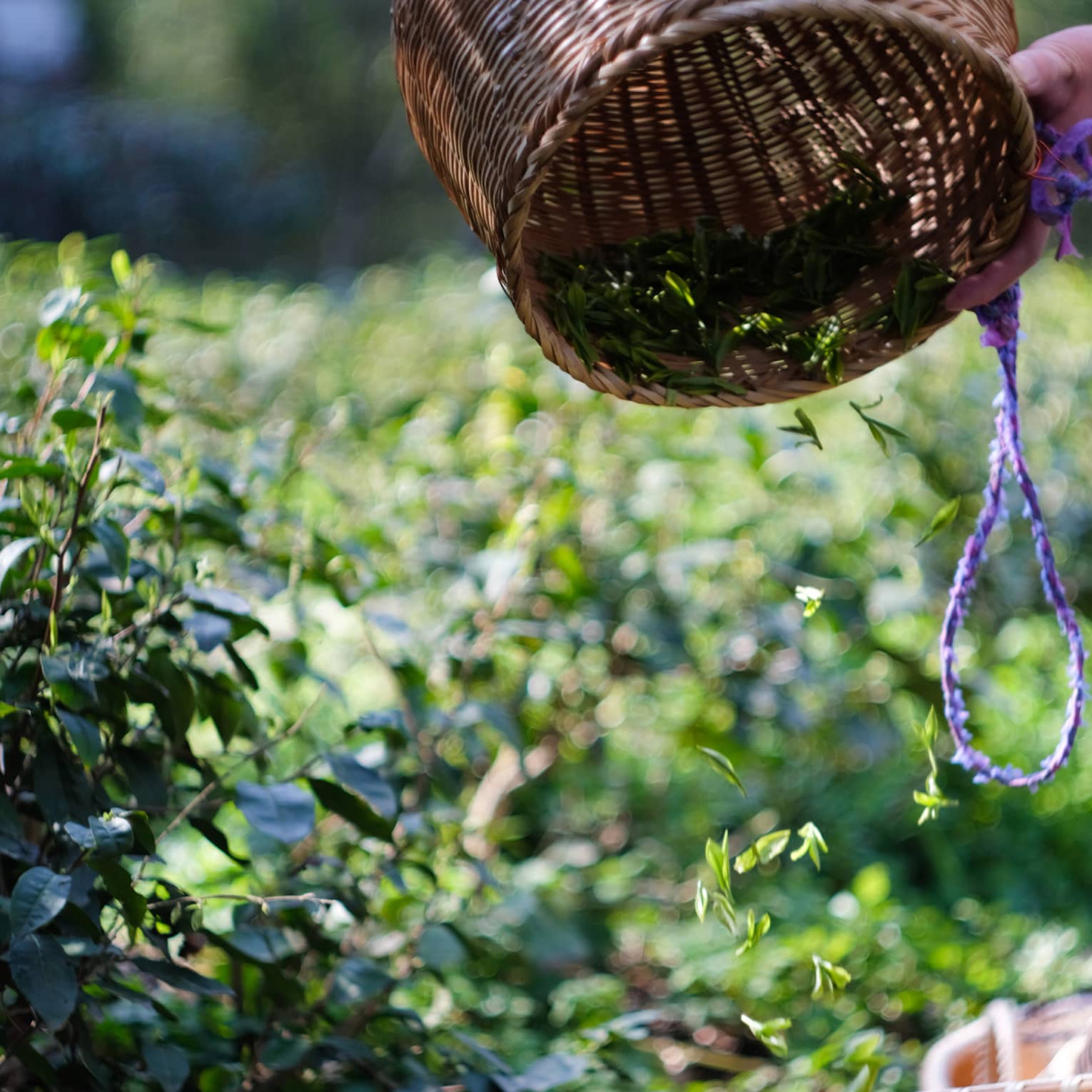 Surrounded by tea plants, a woven basket is tipped upside down and small green leaves cascade into another basket below.