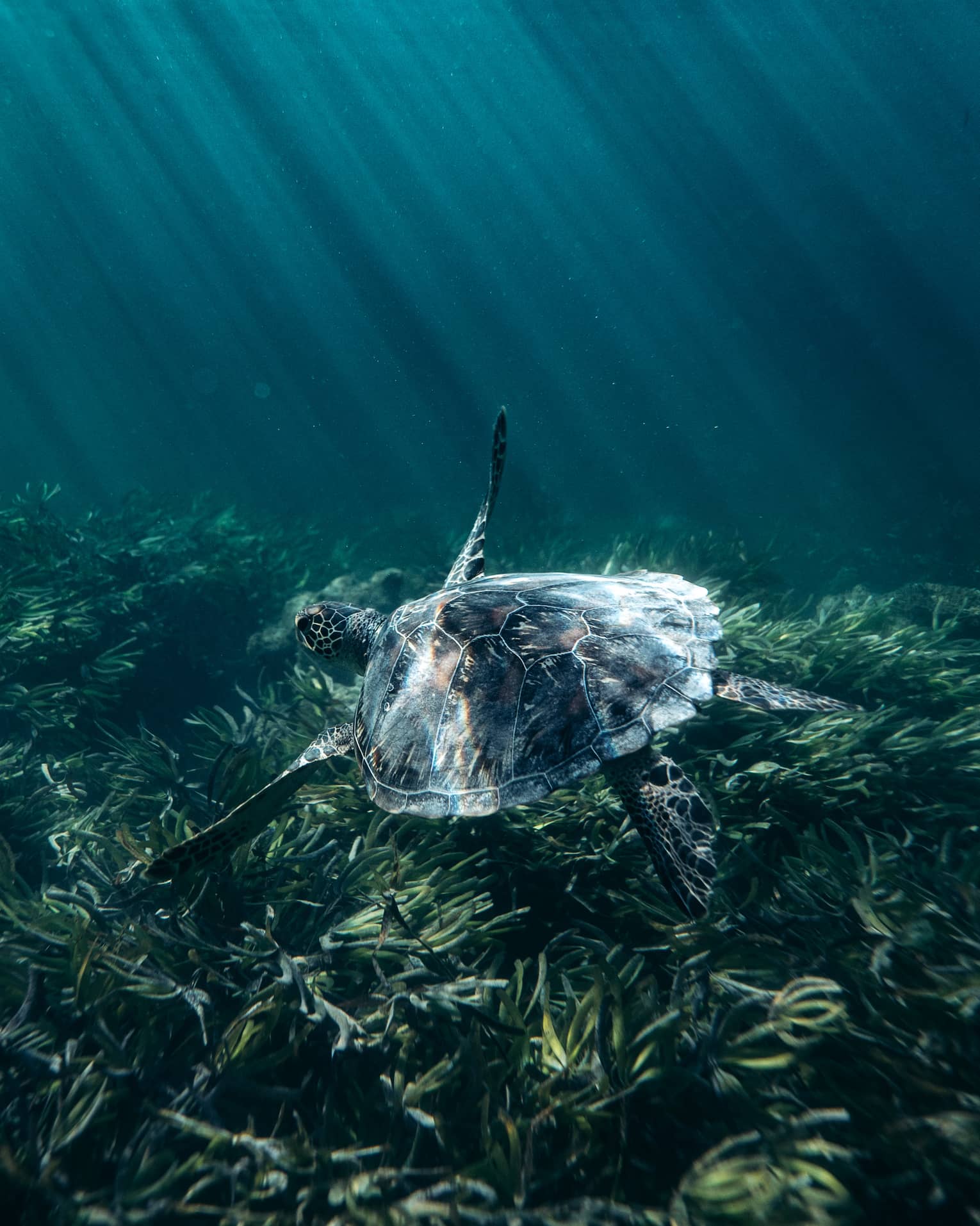Beams of refracted sunlight illuminate a sea turtle's shell as it glides over a gently swaying kelp forest.