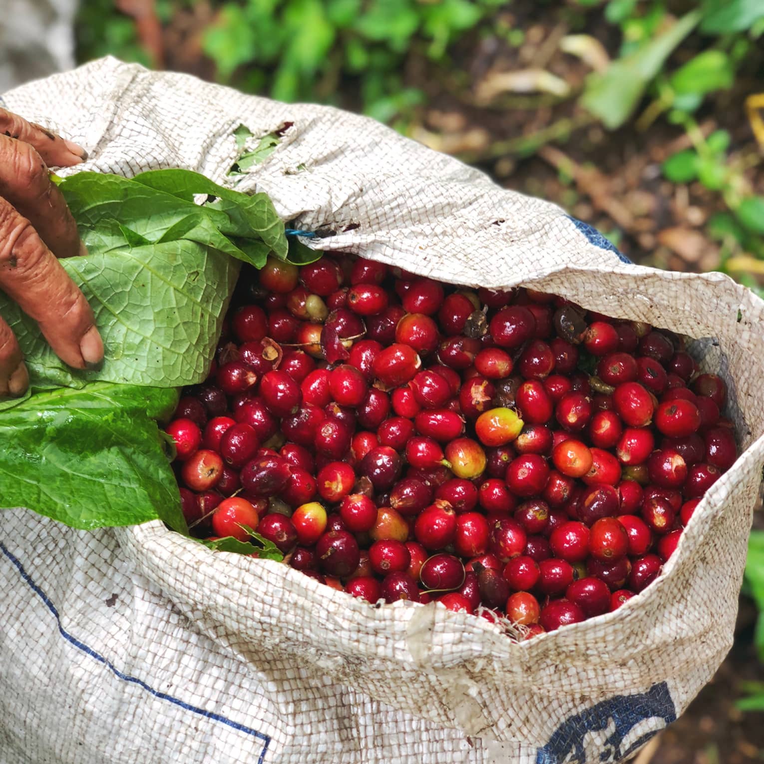 Bright deep red raw coffee beans in a white coffee sack on the dirt ground