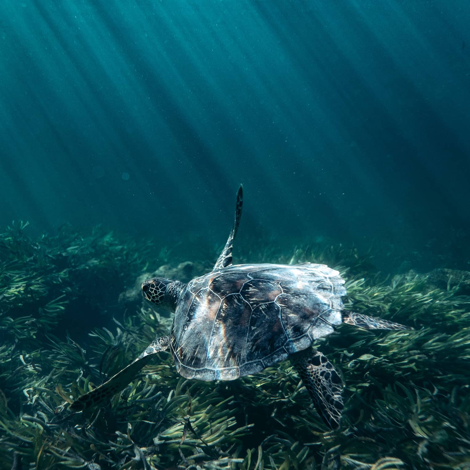 Beams of refracted sunlight illuminate a sea turtle's shell as it glides over a gently swaying kelp forest.