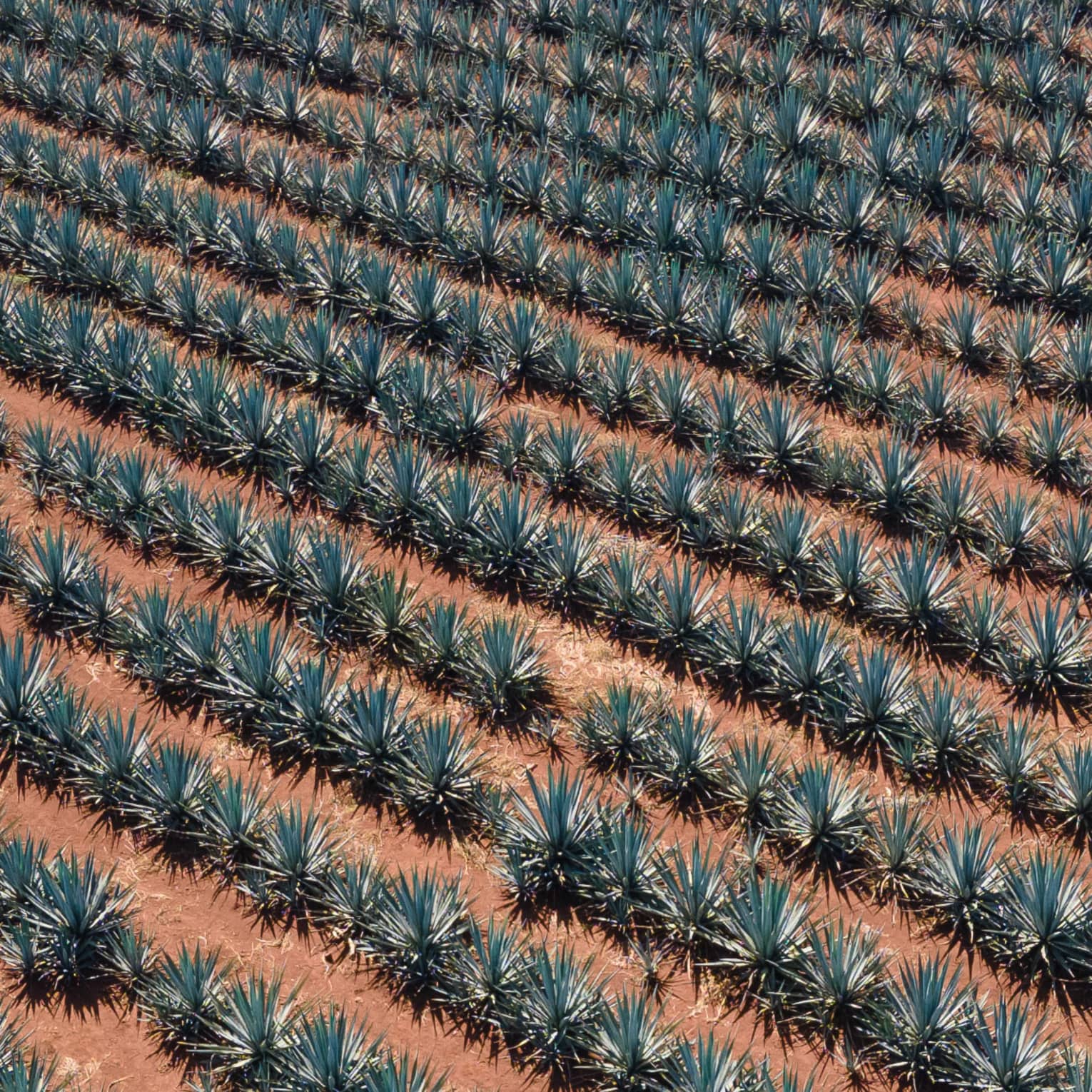 Plants in a row on red-brown earth.