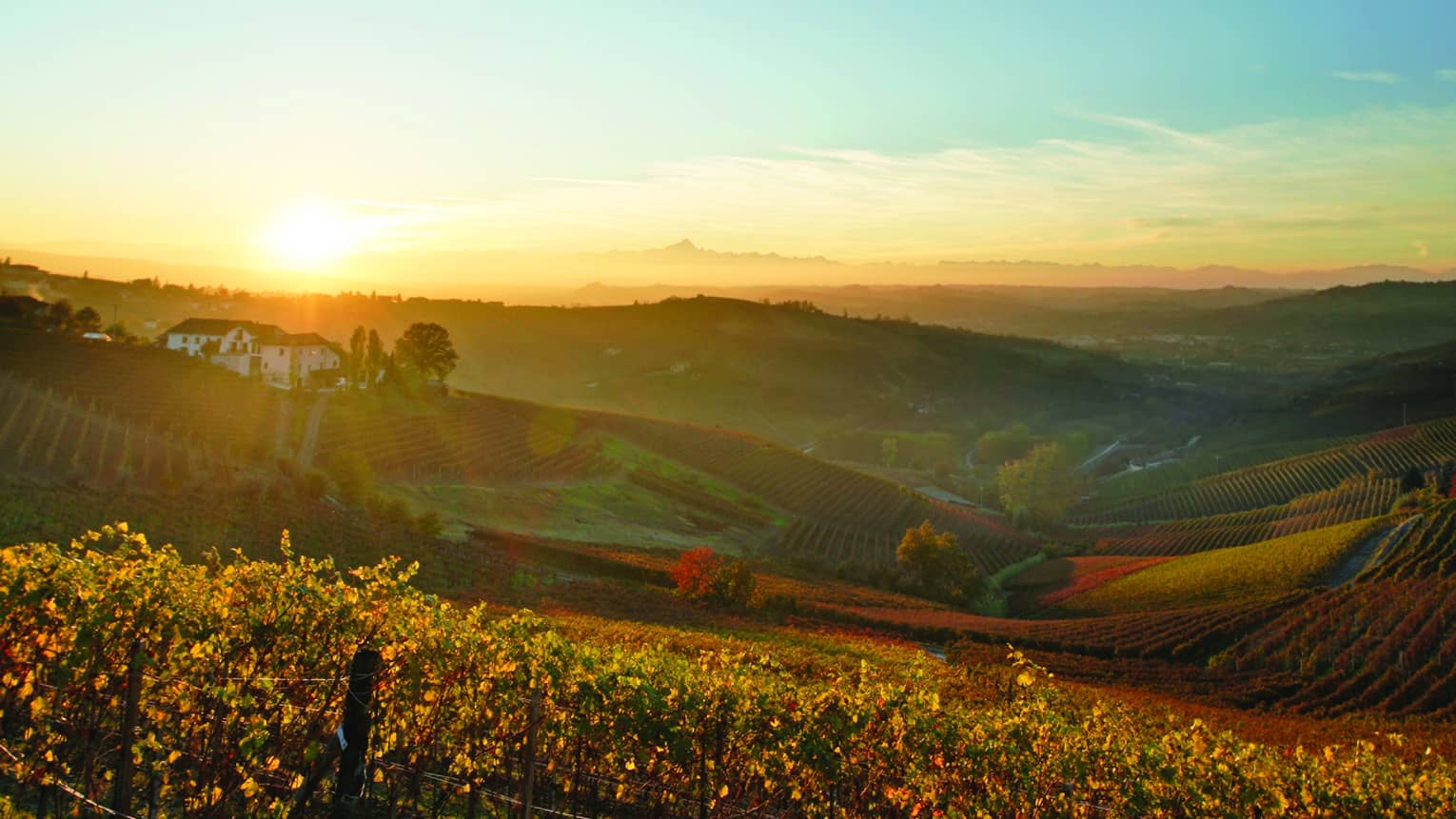 Sunset over rolling hills of a vineyard in the Italian countryside, with rows of grapevines, a distant farmhouse, and a warm, golden glow across the landscape.
