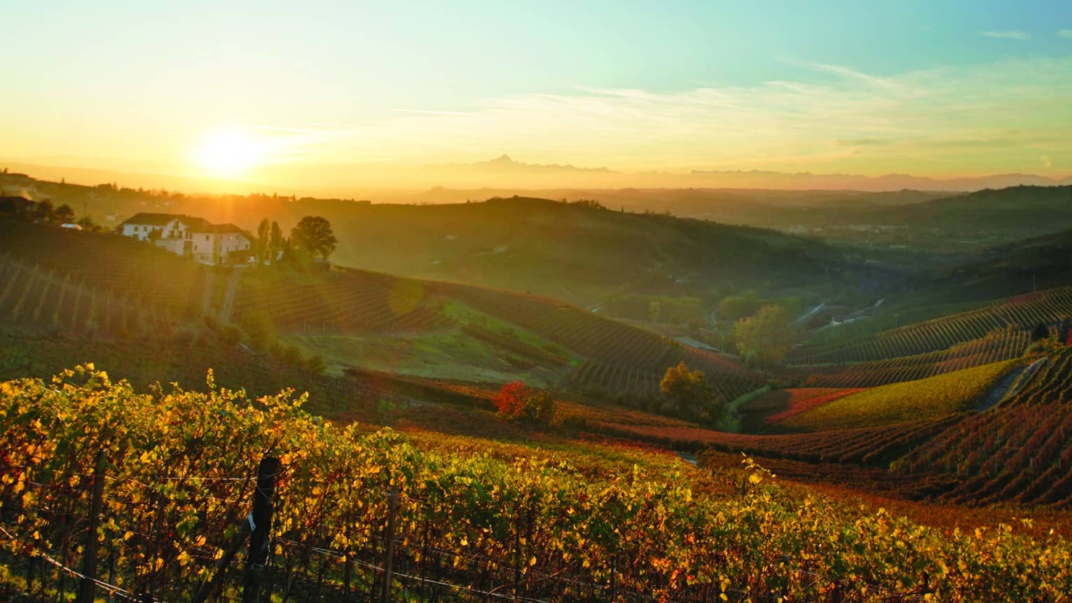 Sunset over rolling hills of a vineyard in the Italian countryside, with rows of grapevines, a distant farmhouse, and a warm, golden glow across the landscape.
