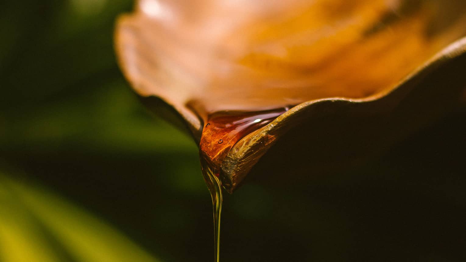 Amber-coloured oil drips from leaf-shaped dish