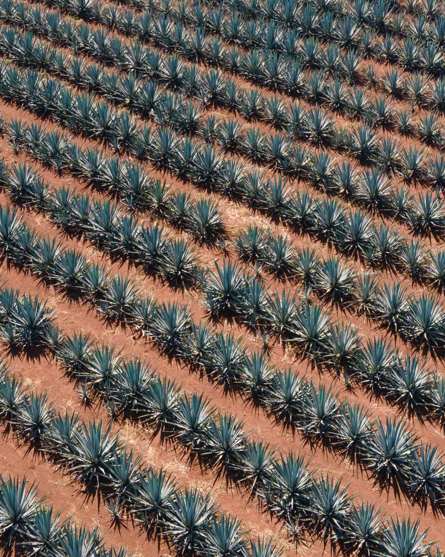 Plants in a row on red-brown earth.