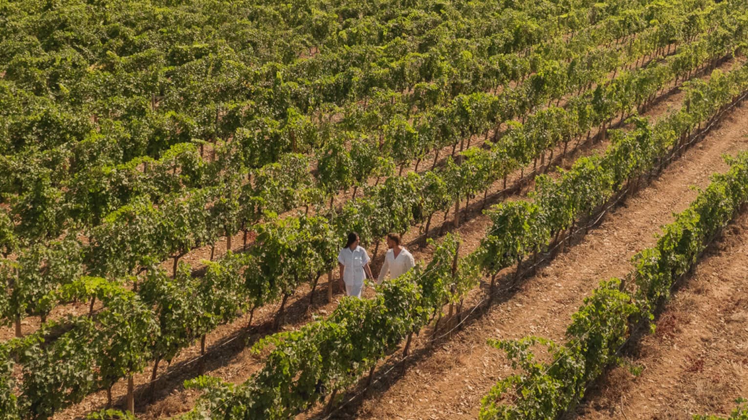 Aerial view of a couple strolling along a vine row within a vast vineyard set against a line of trees and a dramatic cliff.