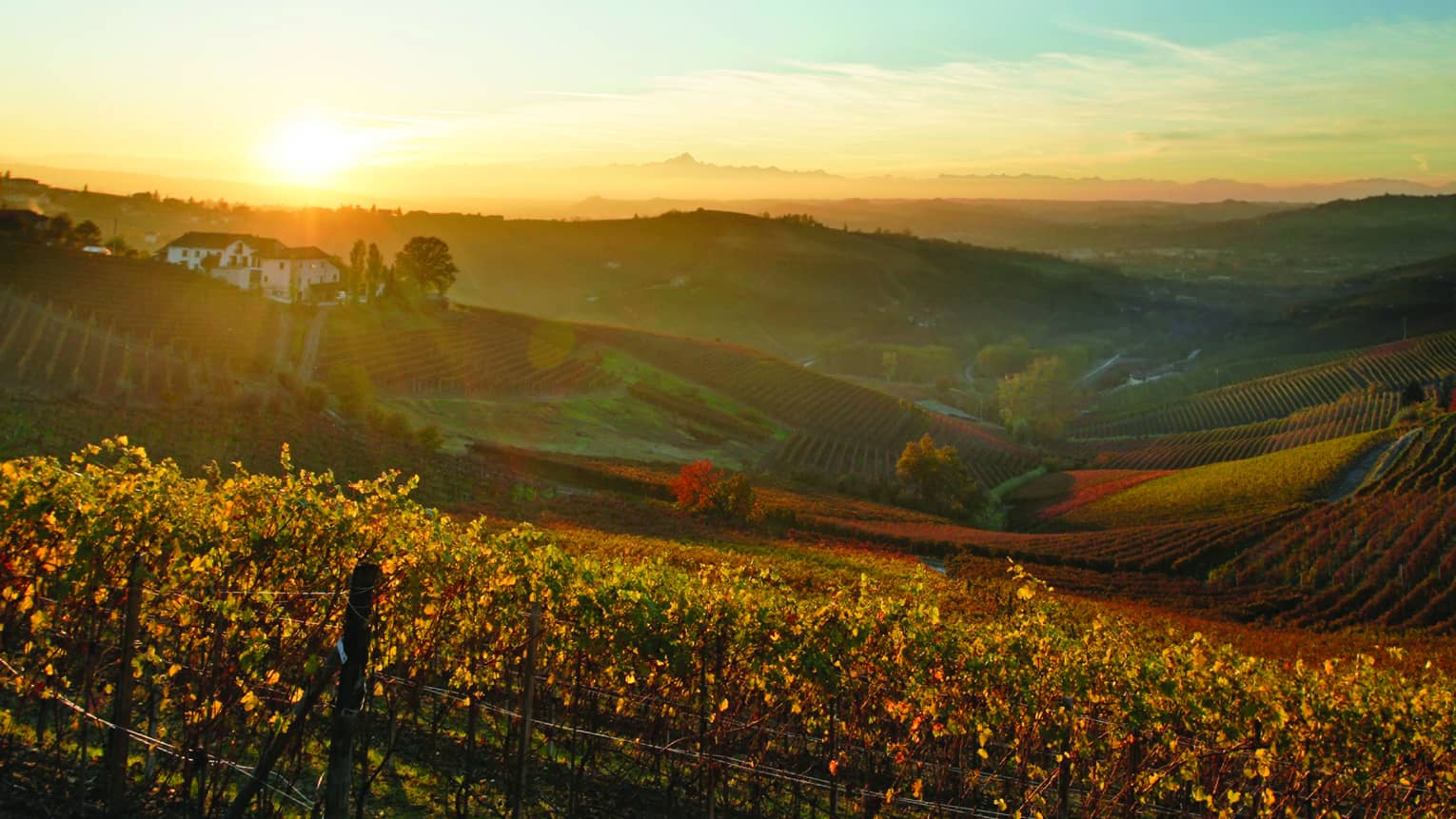 Sunset over rolling hills of a vineyard in the Italian countryside, with rows of grapevines, a distant farmhouse, and a warm, golden glow across the landscape.