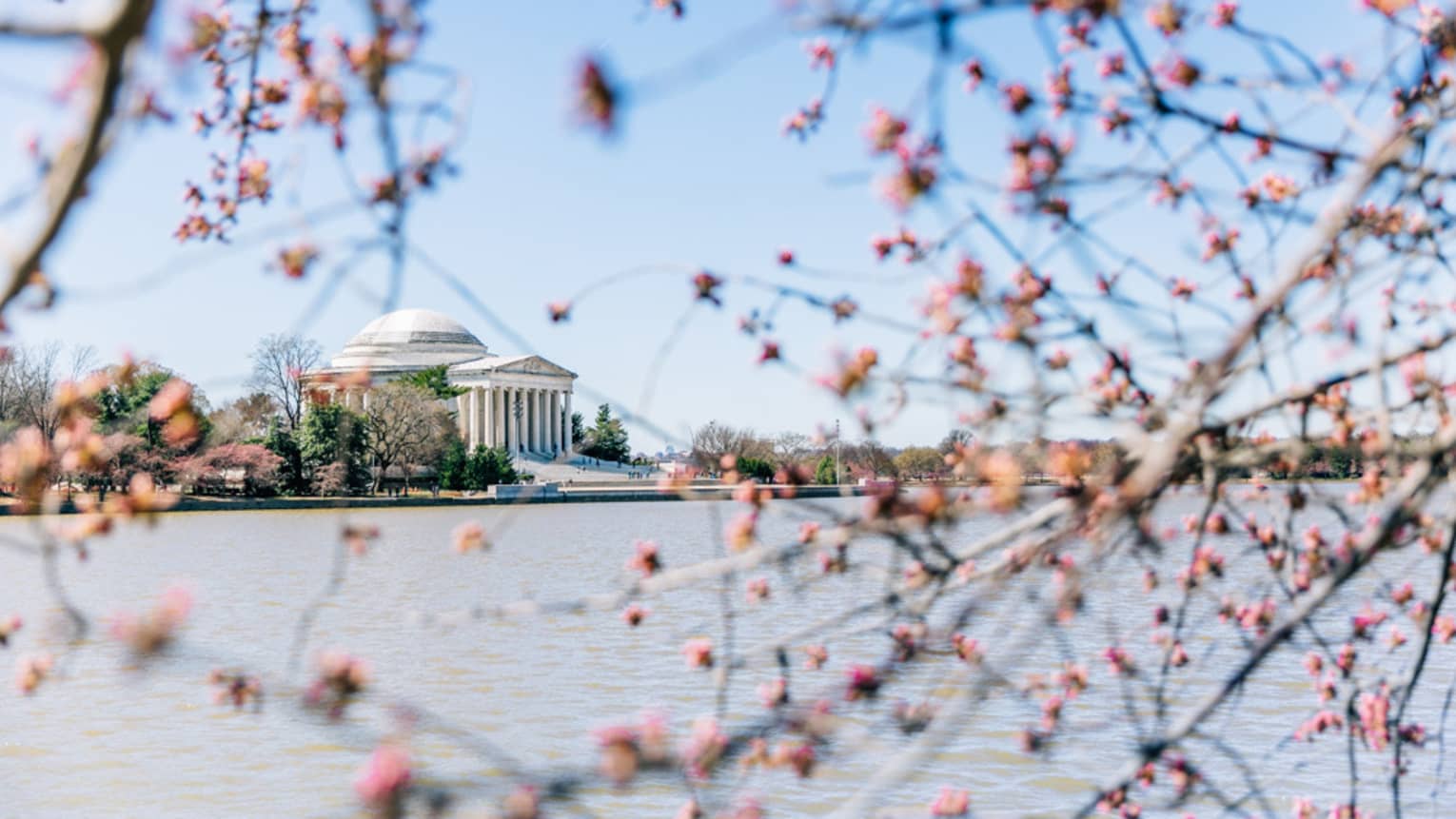 Washington building across pond seen through branches with cherry blossoms