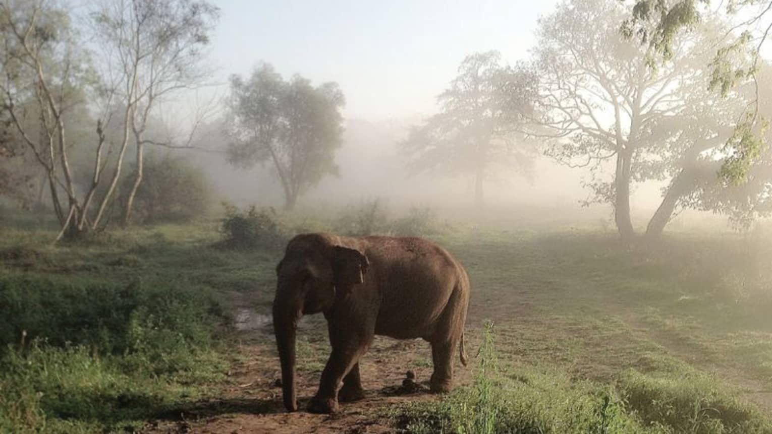 An elephant walking through a misty field 