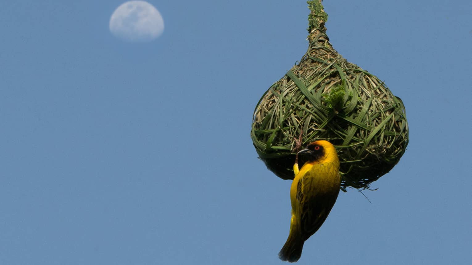 Yellow black-beaked bird hangs on green thatched birdhouse, blue sky and moon in backdrop