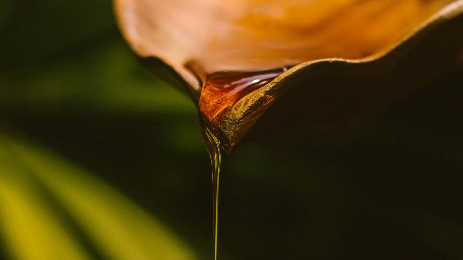Amber-coloured oil drips from leaf-shaped dish