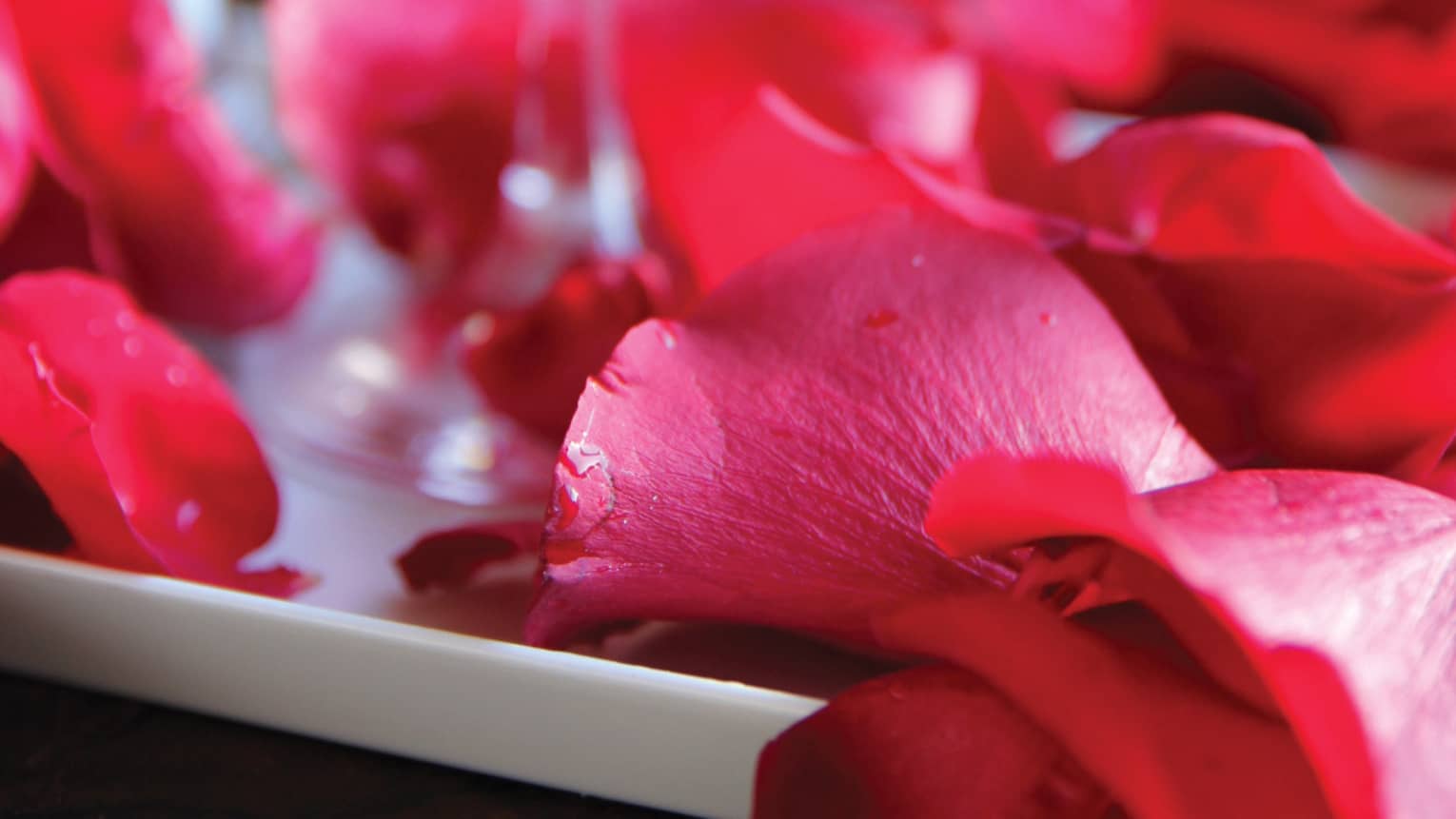 Two champagne flutes and red rose petals