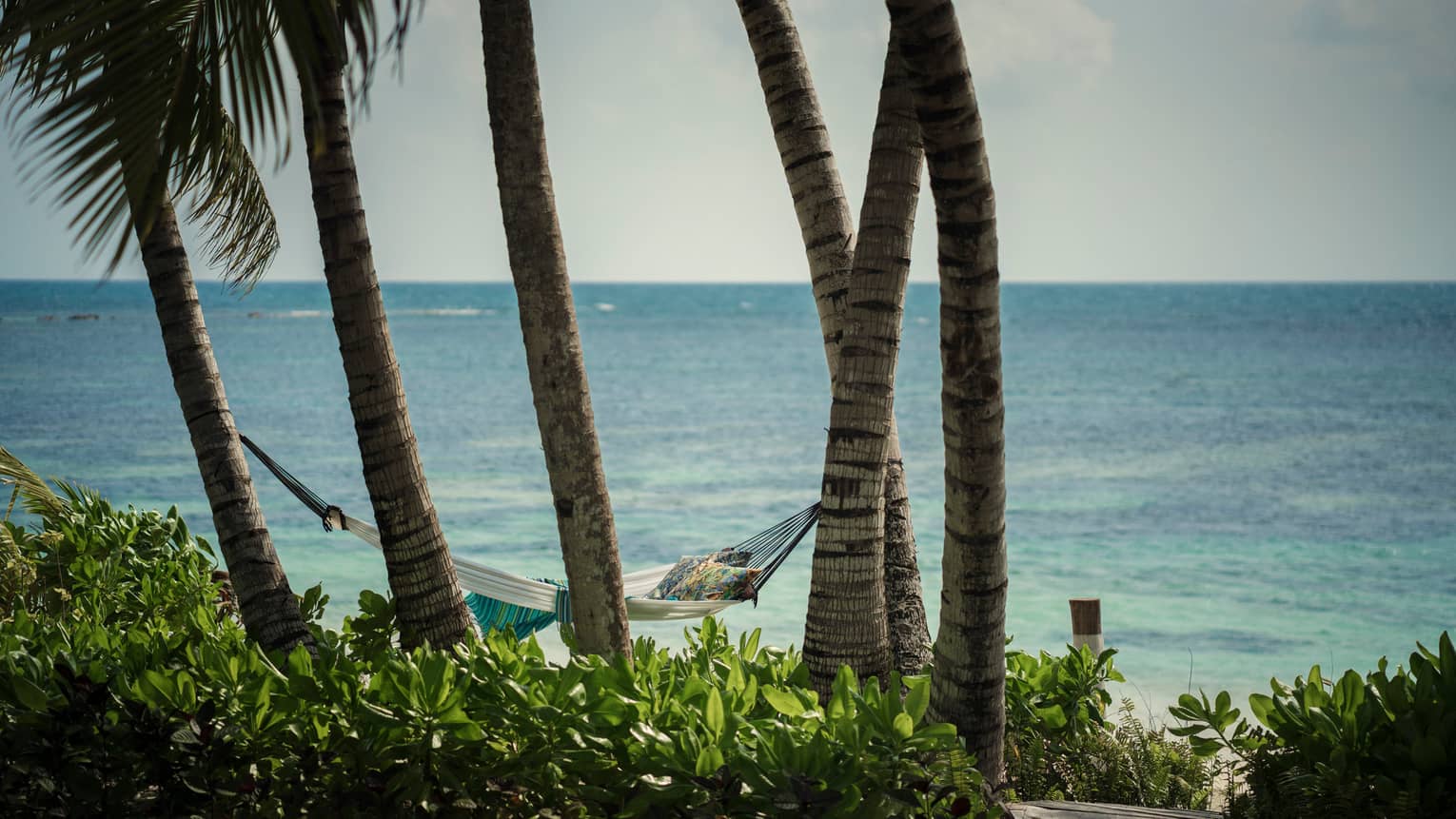 White hammock hangs from row of palm tree trunks in front of blue ocean