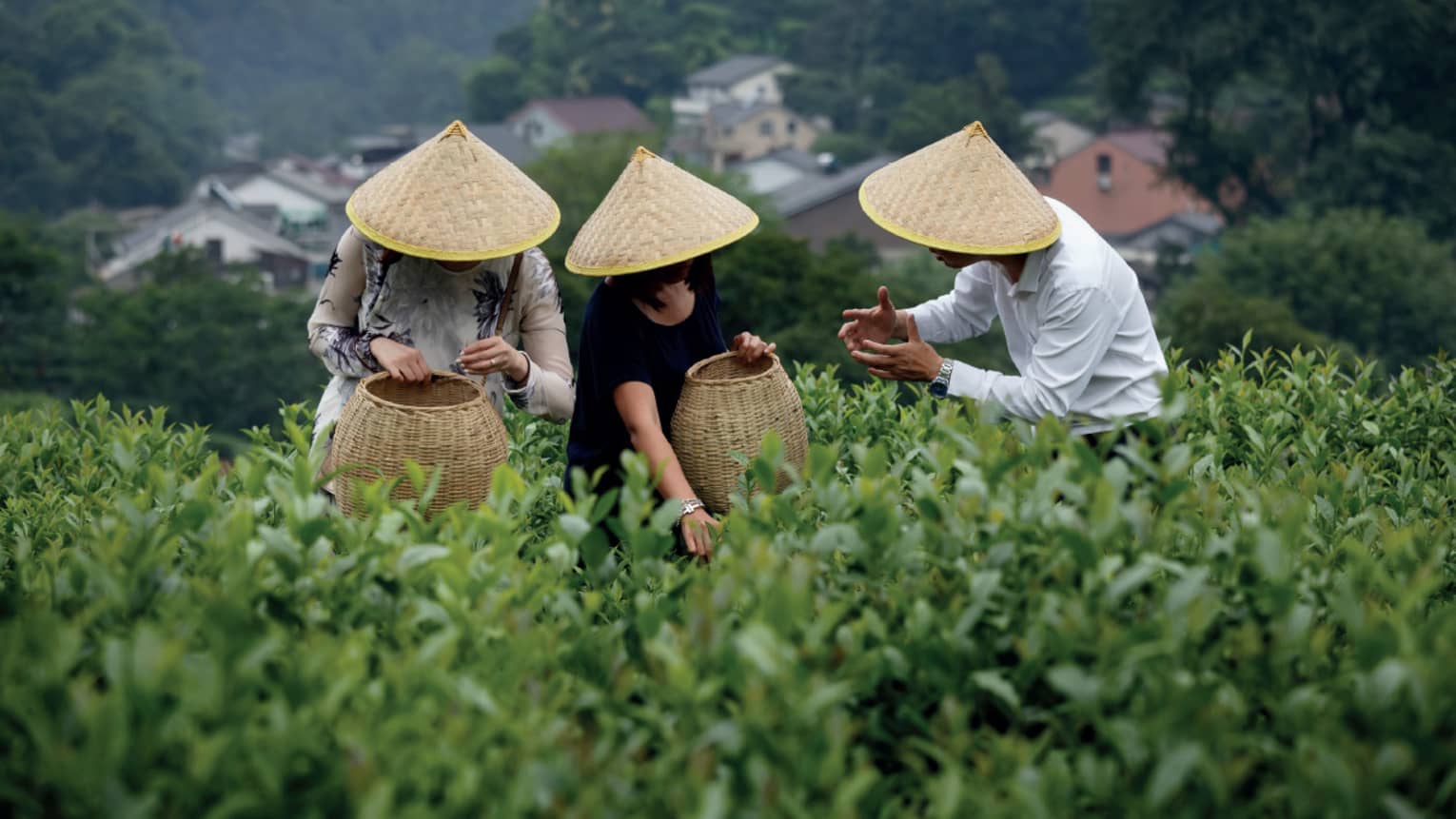 Three individuals wearing woven sun hats working in the fields of a tea plantation