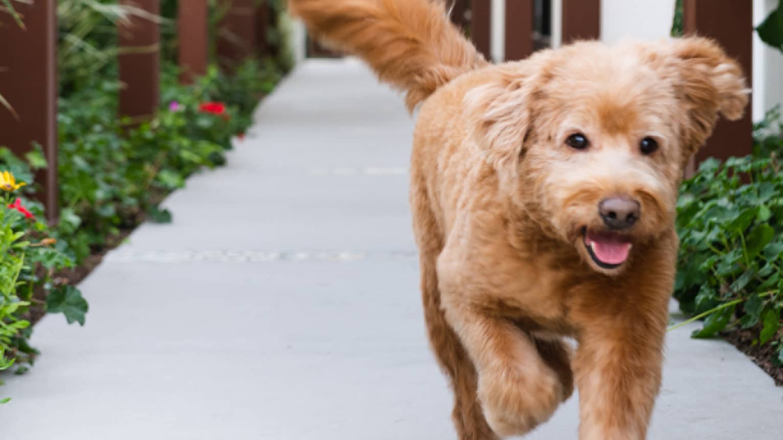 A light brown dog walks down a sidewalk next to a building. The sidewalk has bands of decorative inlay and has wood beam arches over it and greenery on both sides.