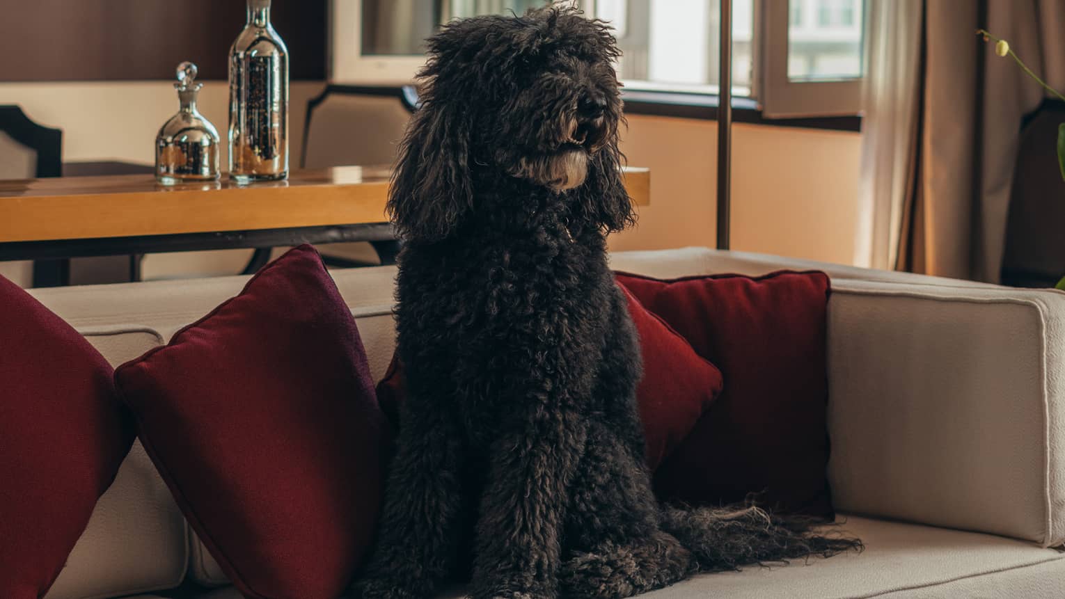 A dog sits on a couch in a hotel suite with earth-toned decor and bright natural light