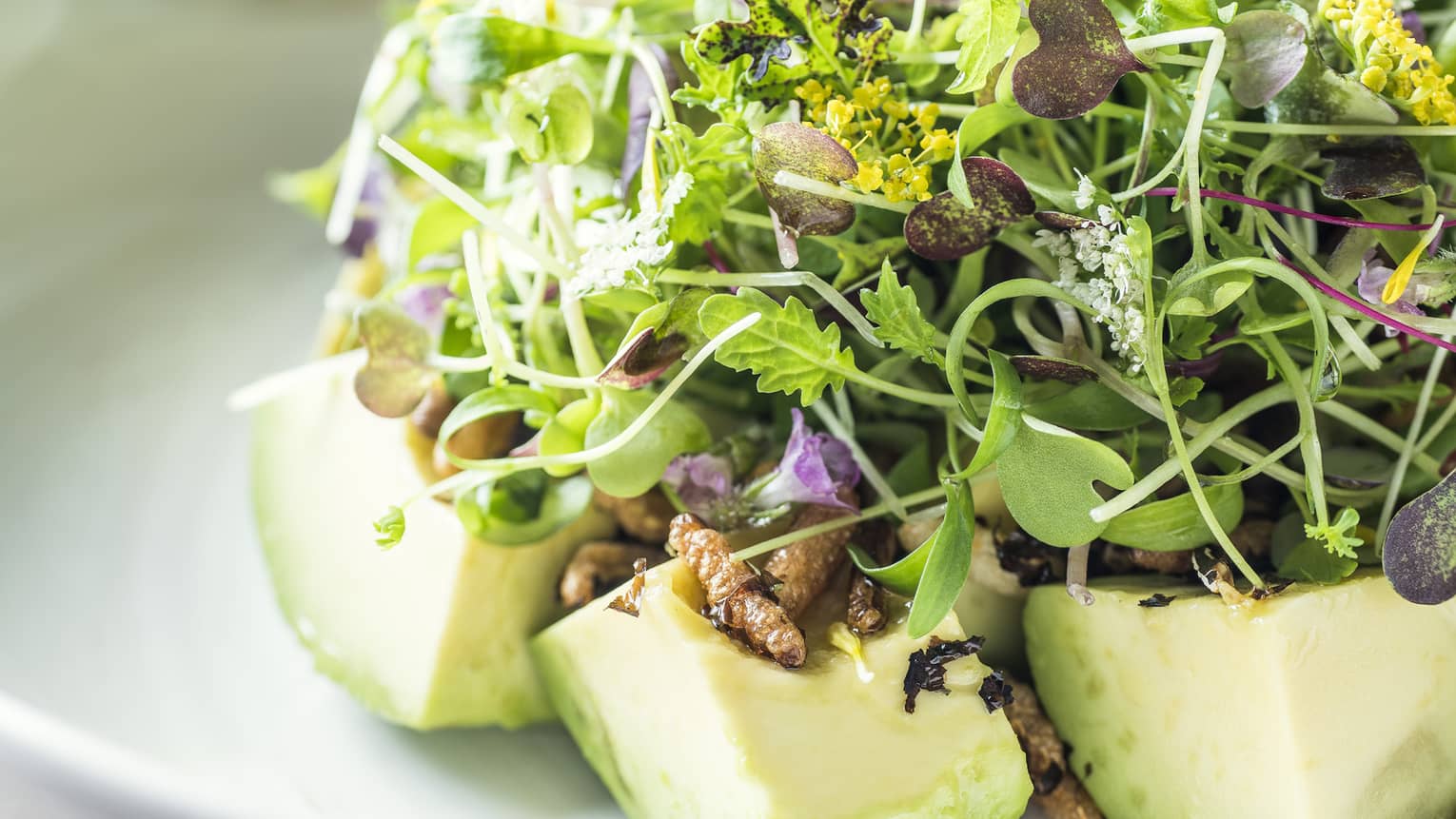 Avocado salad with mixed baby cresses and miso dressing
