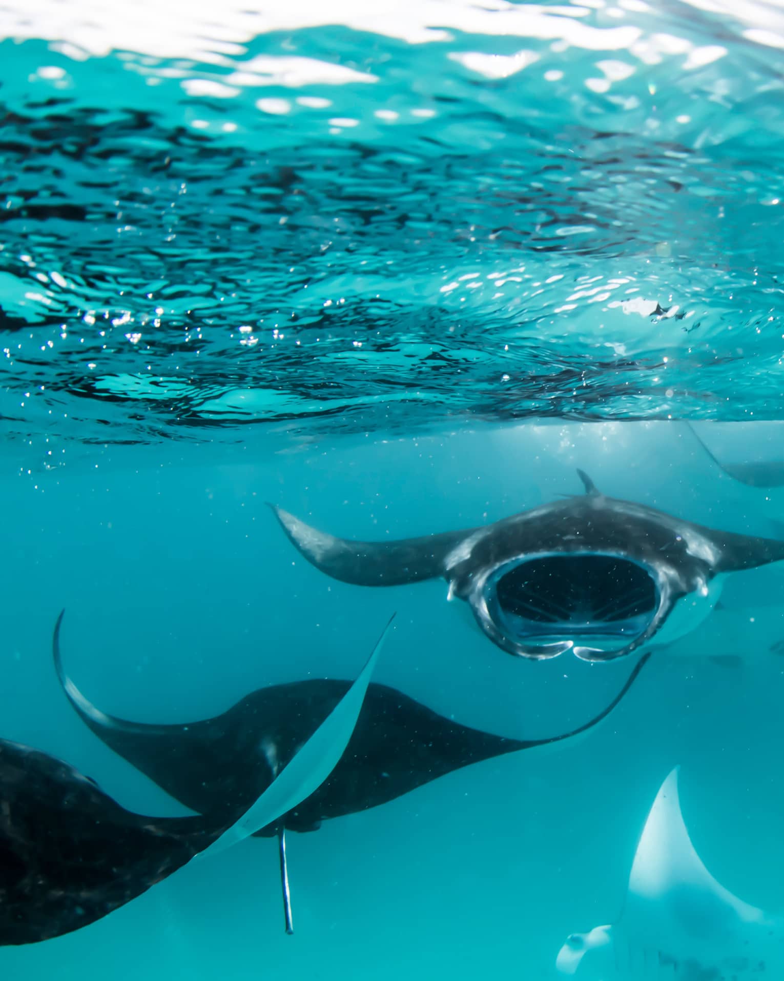 Manta rays swimming underwater