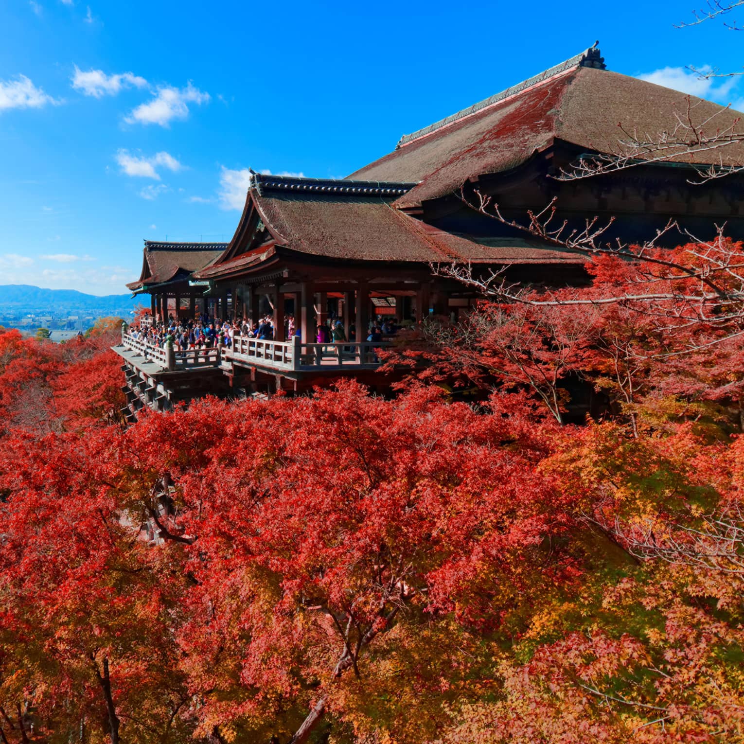 Autumn leaves change color near a temple in Kyoto