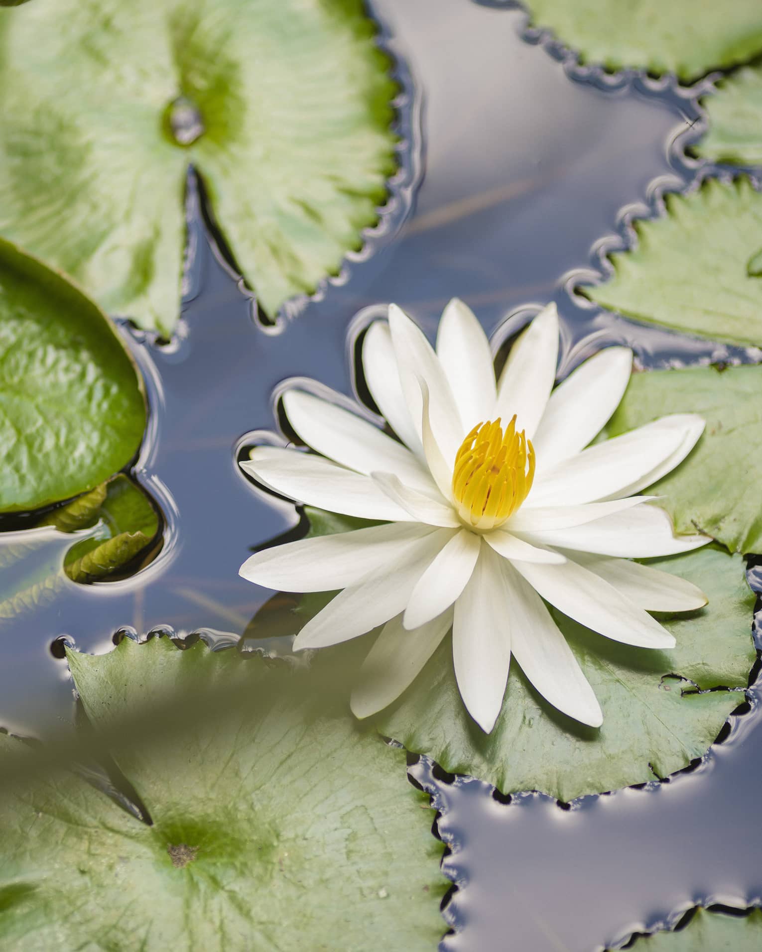 An extreme close-up of a blooming water lily and lily-pads floating in shallow, still water.