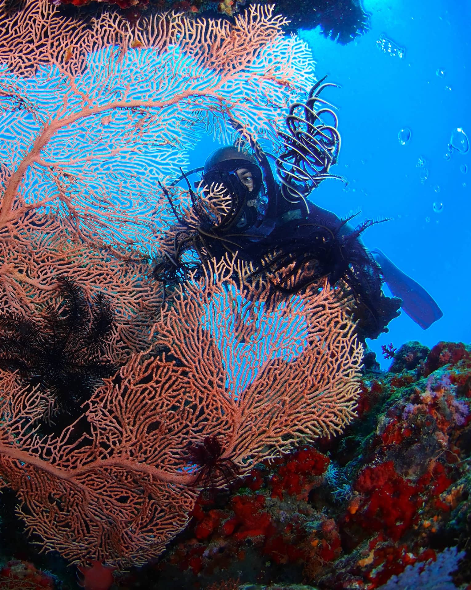A Scuba diver swims behind large, colourful coral in lagoon