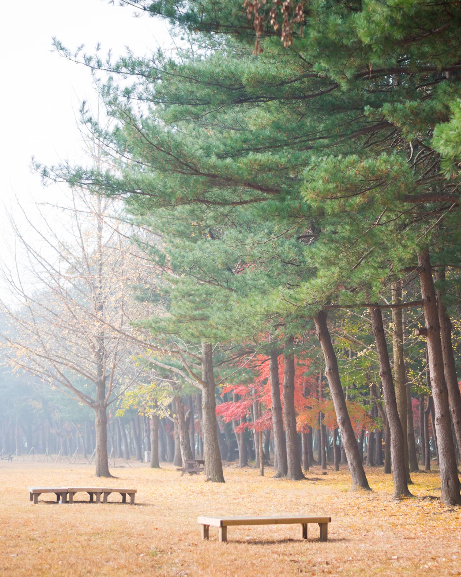 Open ground covered in golden leaves, low benches dwarfed by a forest of fall colours on one side receding into the distance.