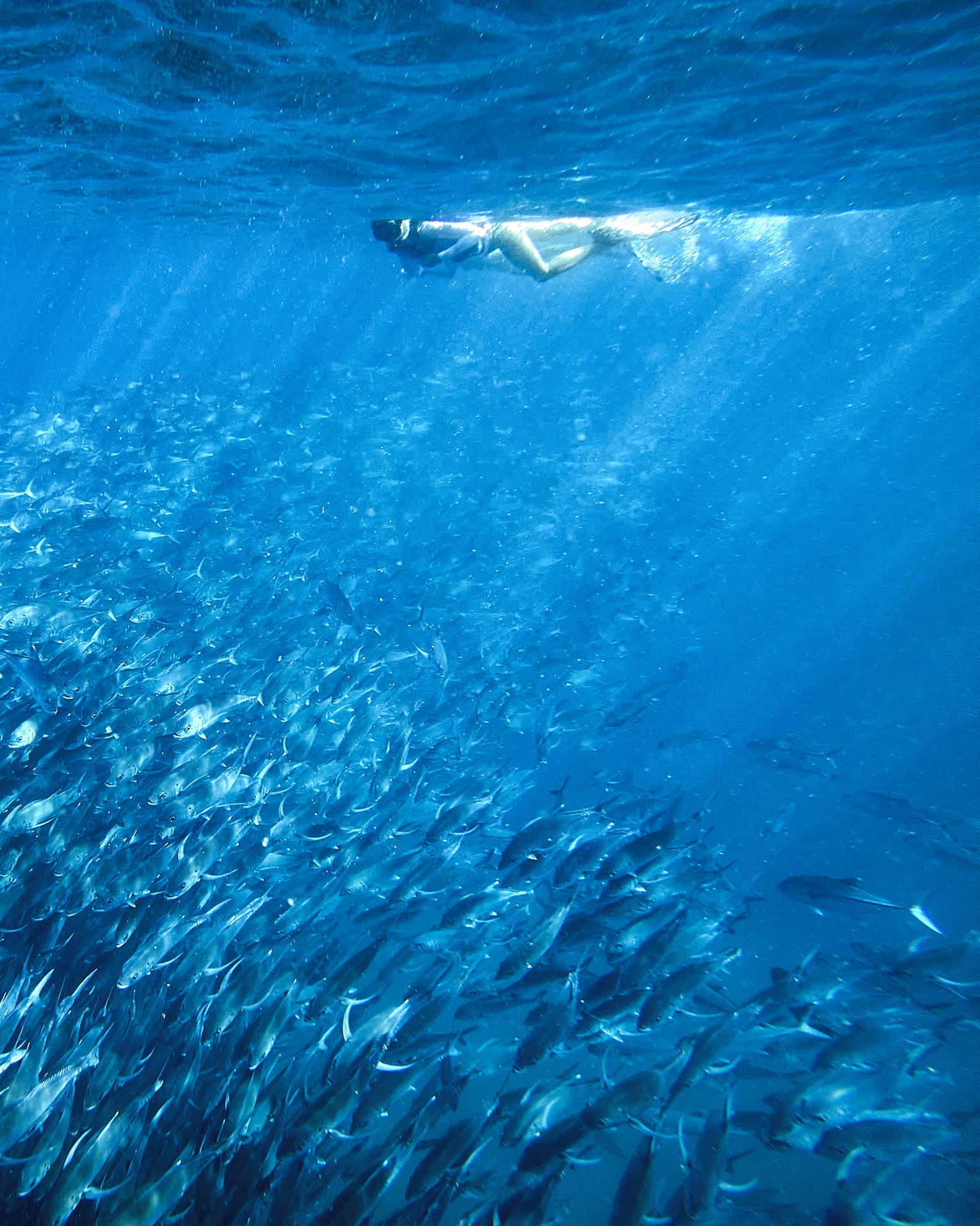 A person snorkelling near a school of fish in clear blue water