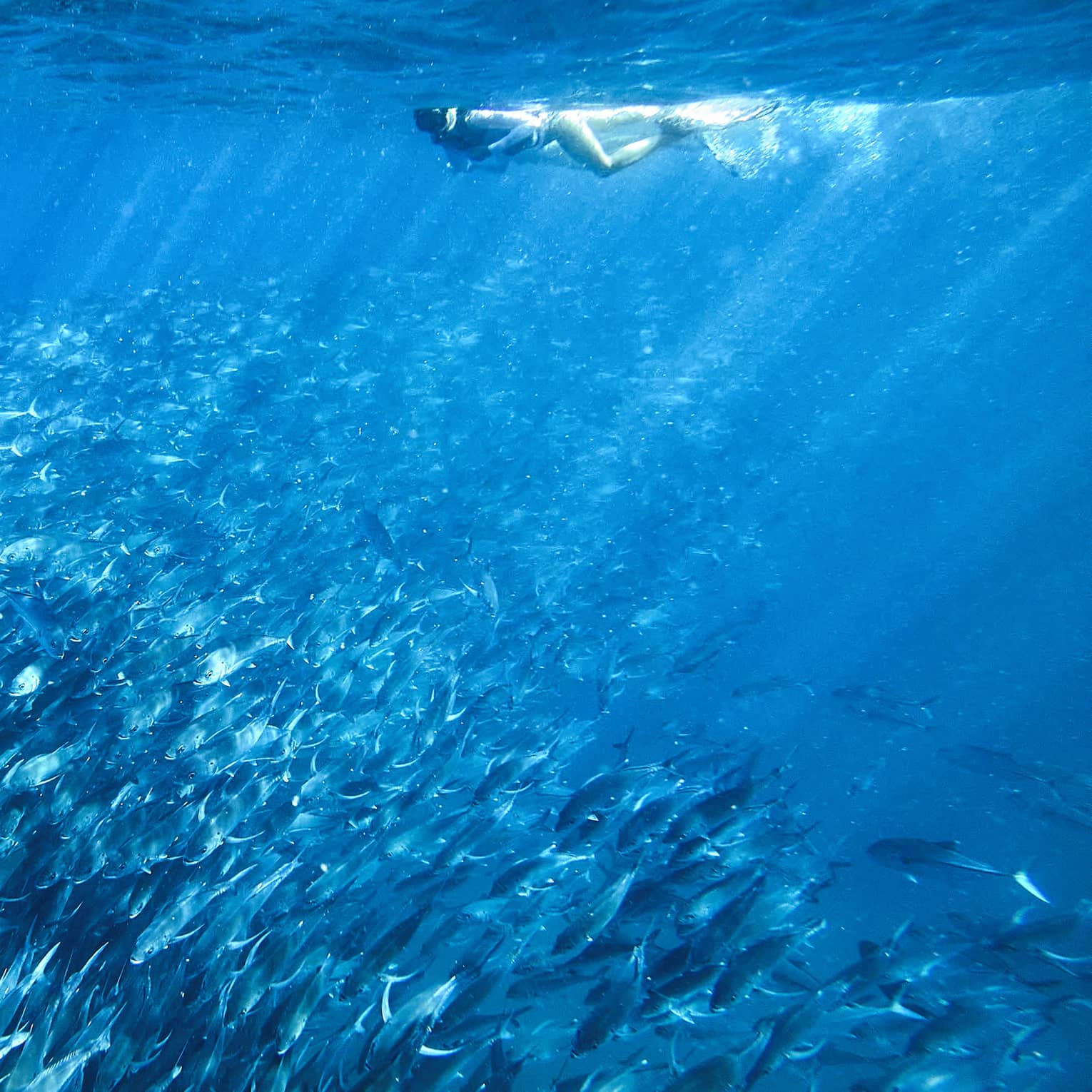A person snorkelling near a school of fish in clear blue water