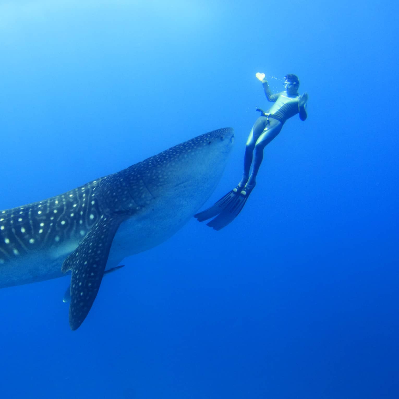 Two scuba divers swim around, film spotted whale shark underwater