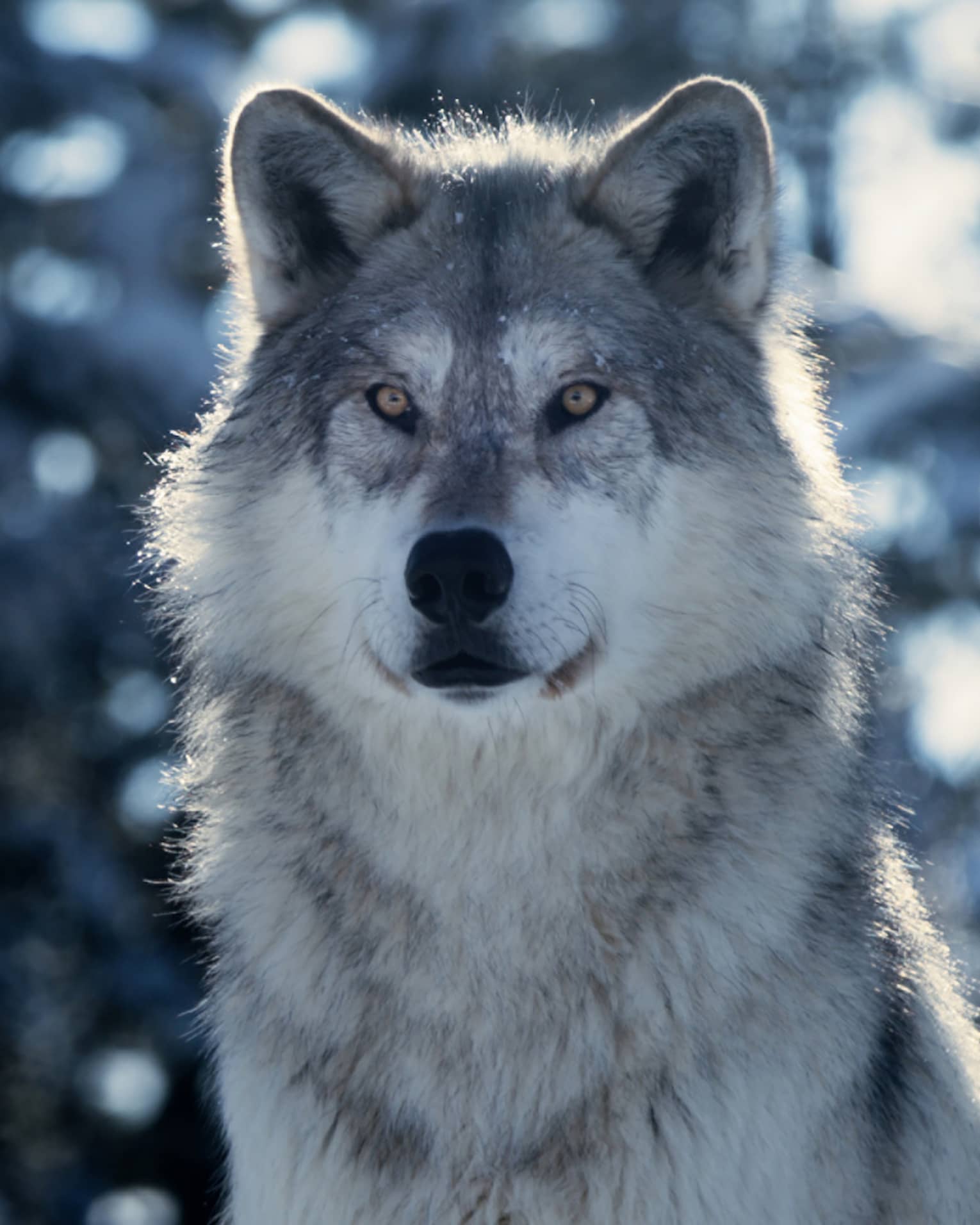 Gray and white wolf with snowy trees in the background.