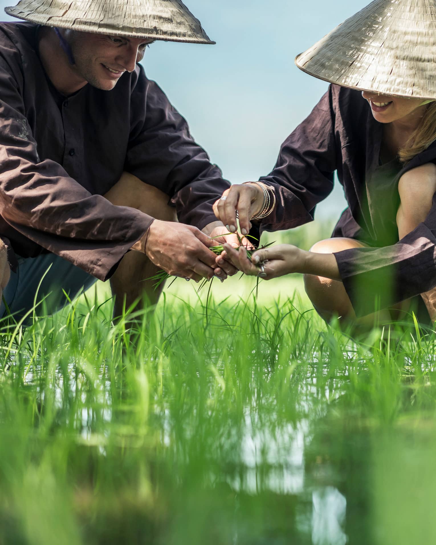 Couple wearing traditional farmer hats plant rice seedlings in water, grass