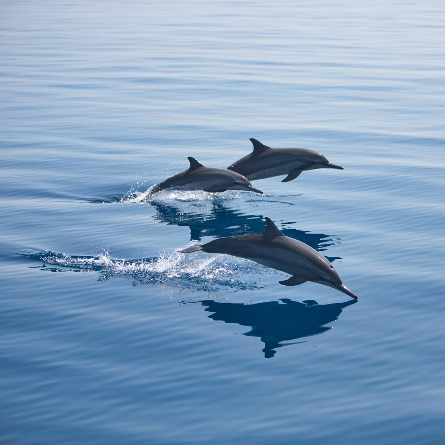 Three bottlenose dolphins, mid-jump, break through the surface of the otherwise calm water