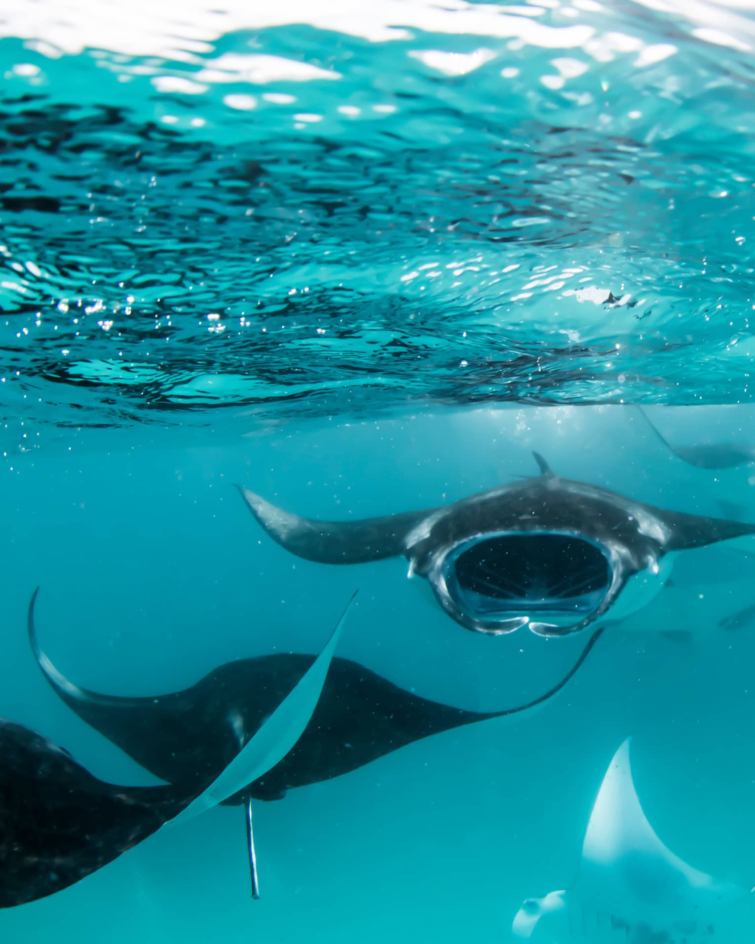 Manta rays swimming underwater