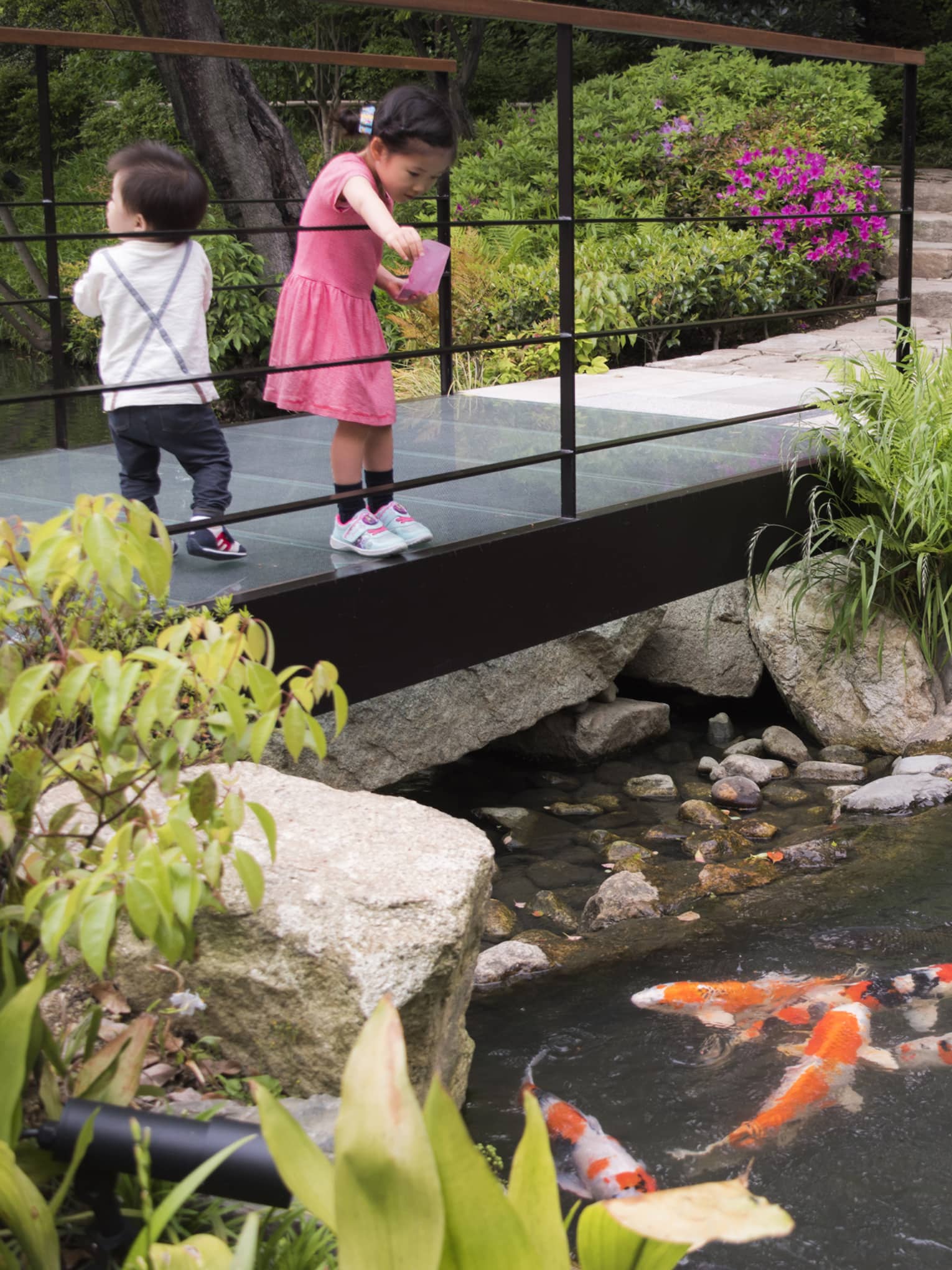 Koi feeding