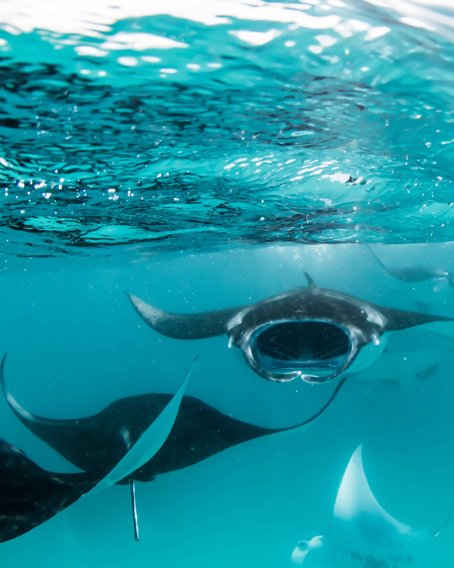 Manta rays swimming underwater