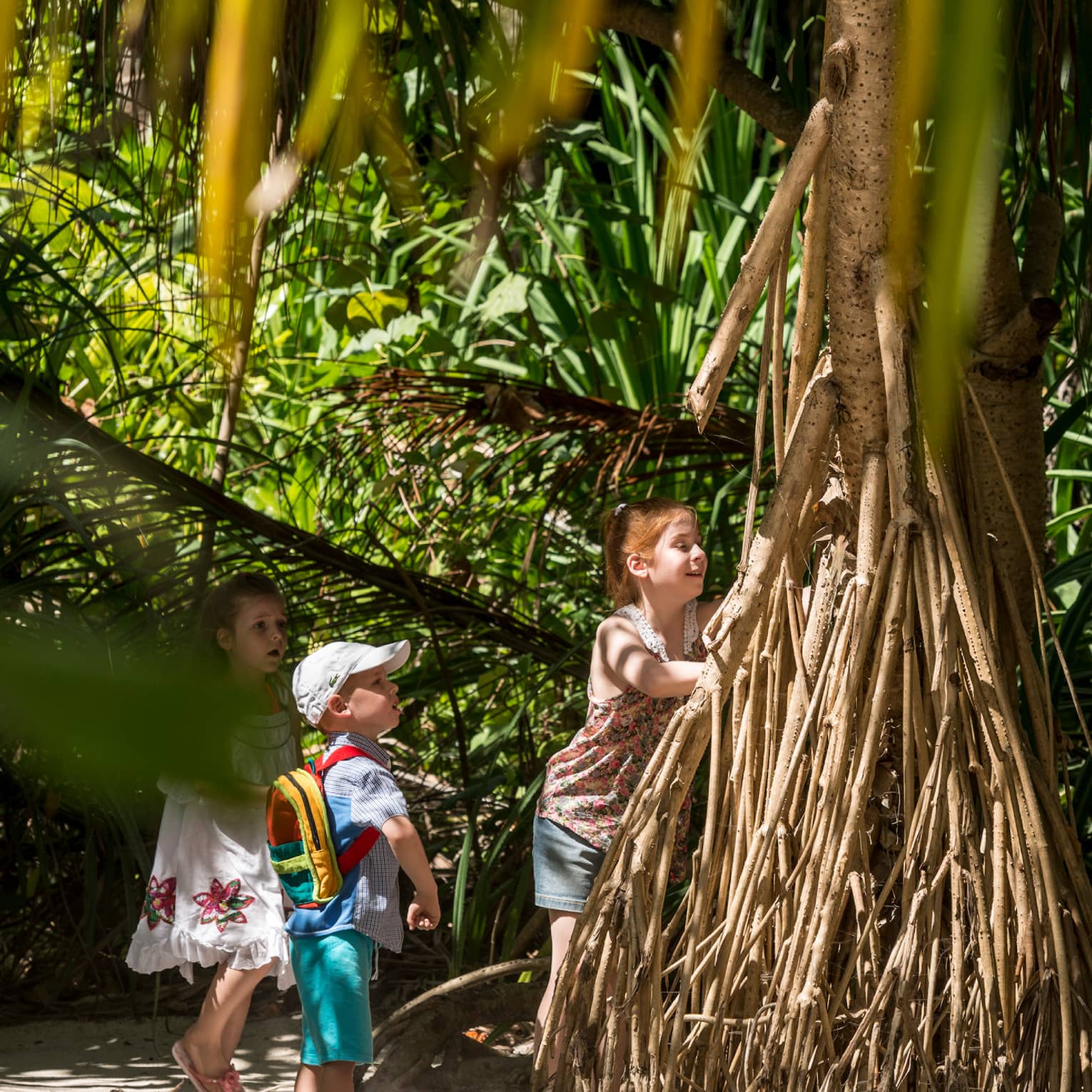 A group of children playing in a sandy forest, their attention caught by a tree with branching adventitious roots.