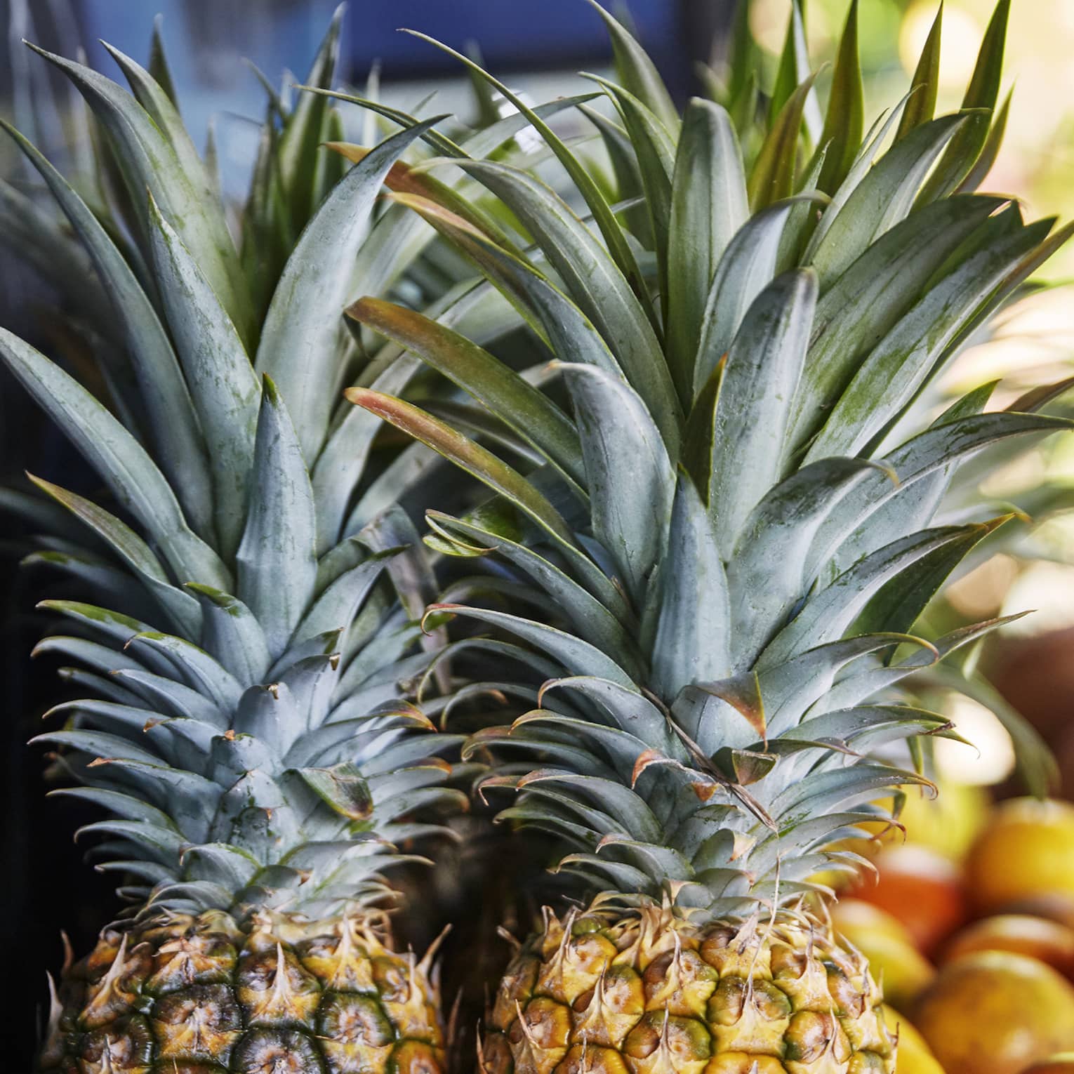 Two whole pineapples next to oranges on table