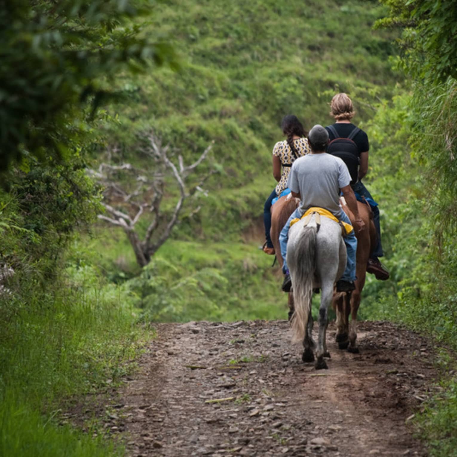 Back view of people riding horses down trail in tropical forest