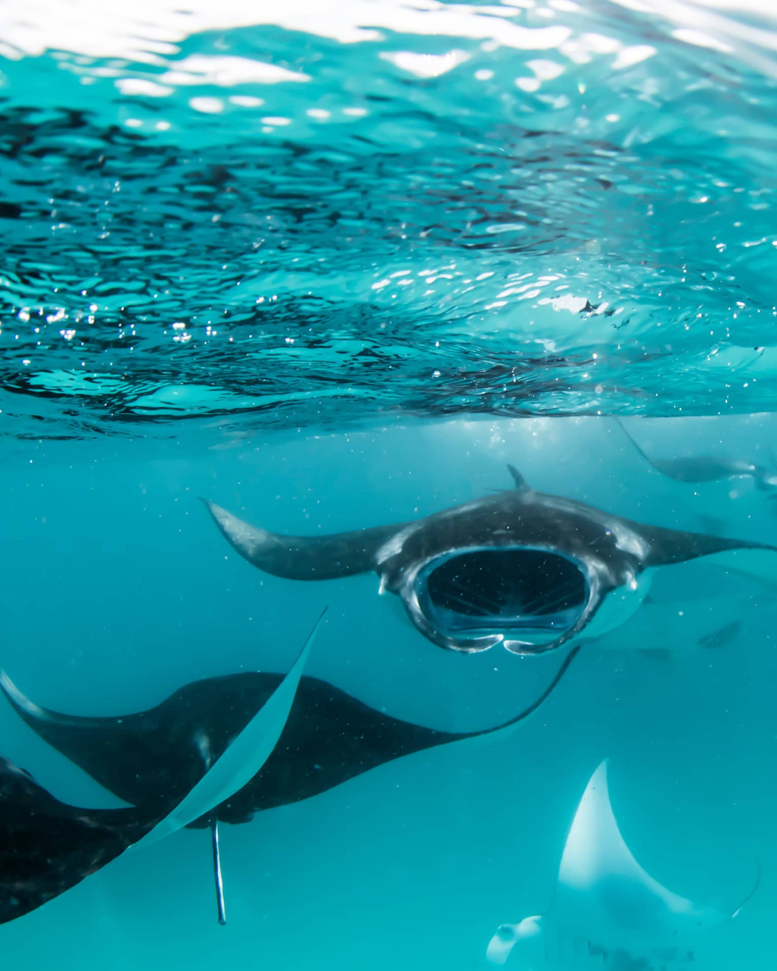 Manta rays swimming underwater