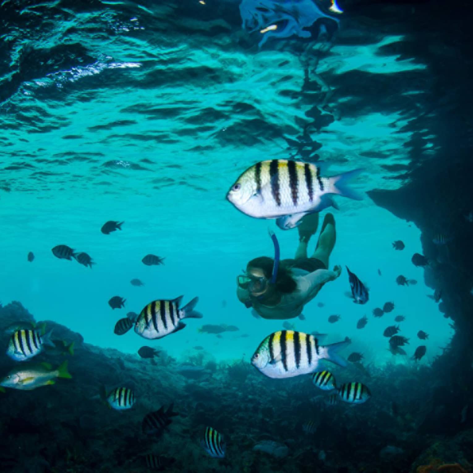 Underwater view of tropical fish in lagoon