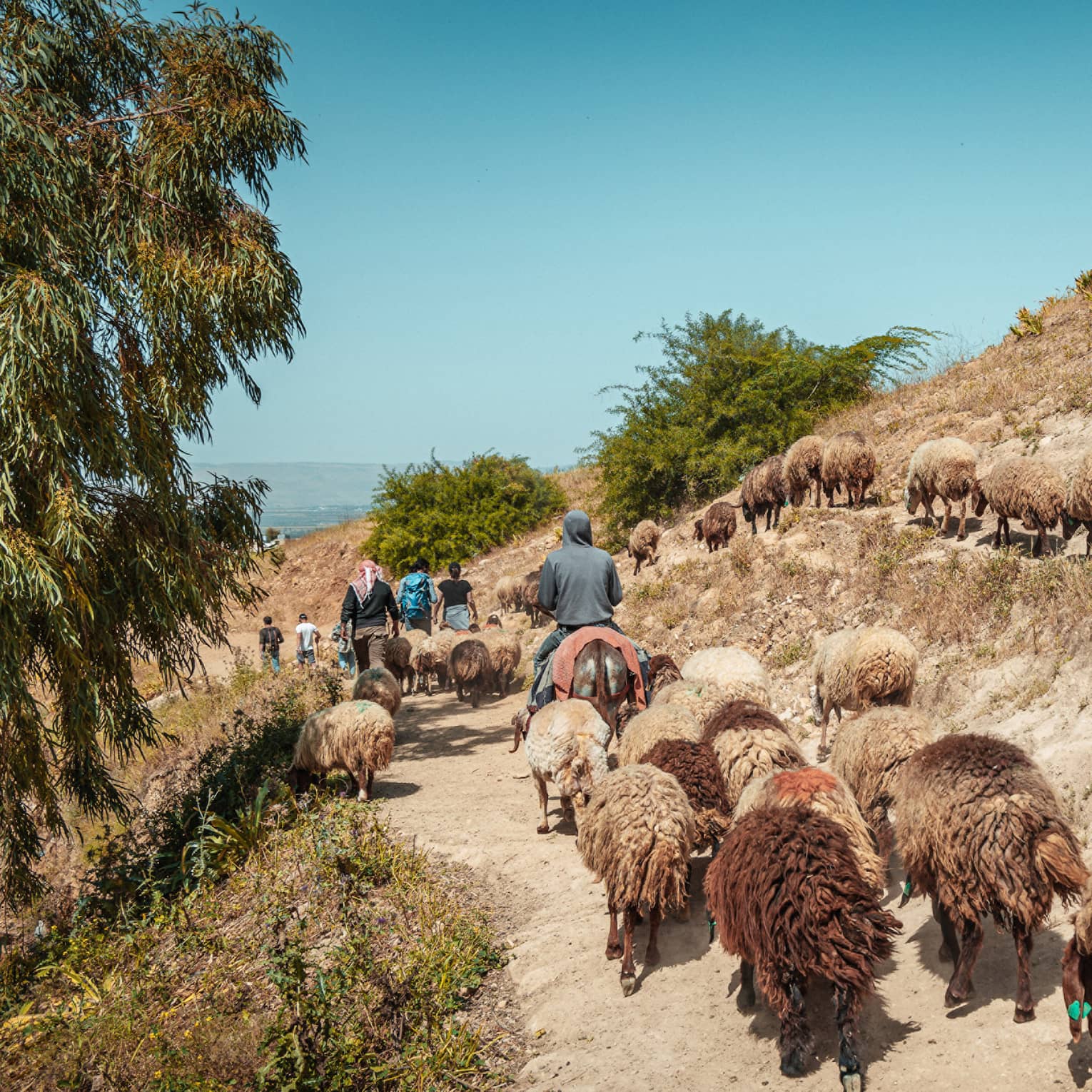 A herd of sheep is led along a mountain path by four people on horseback in Pella, Jordan