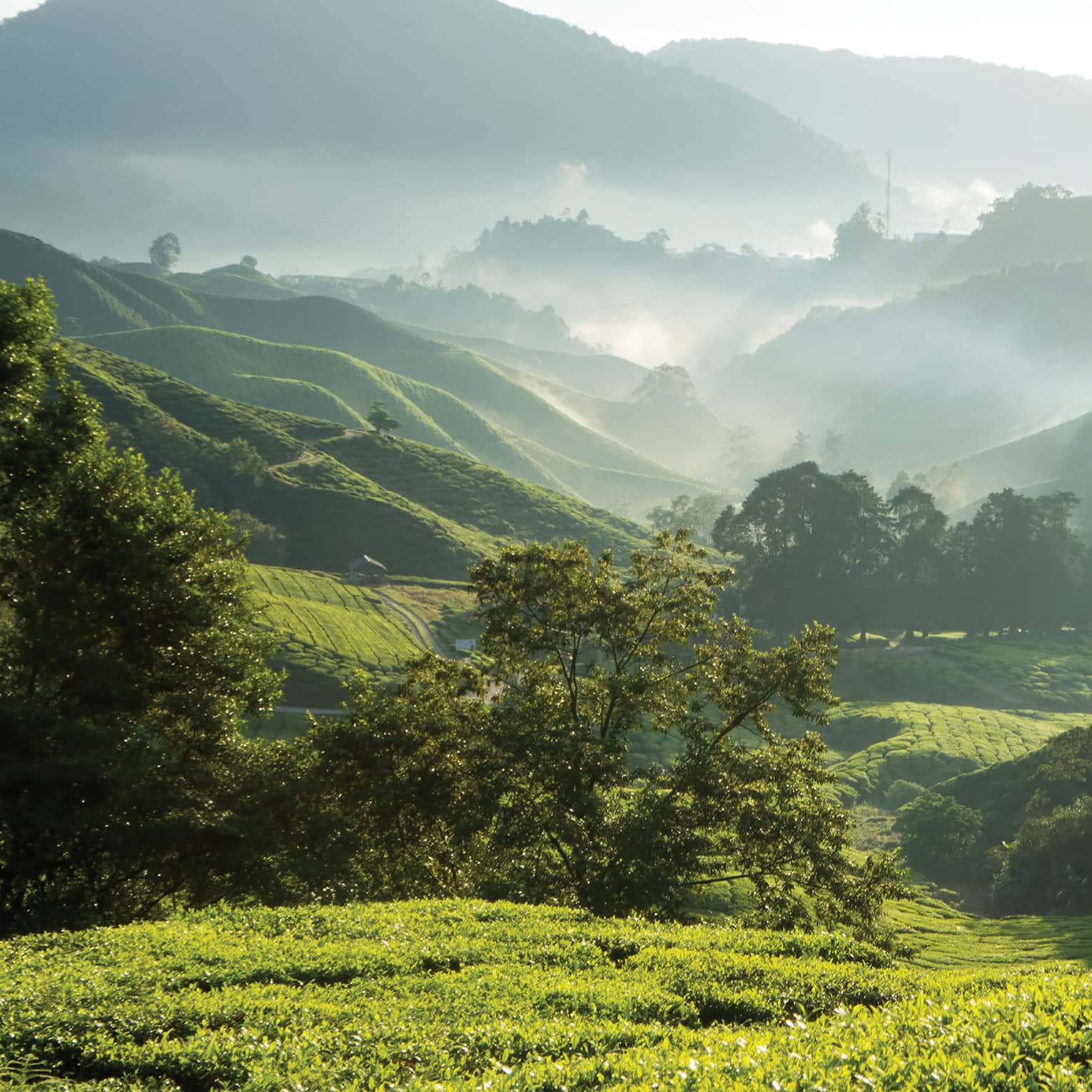 The sun beams over grassy rolling hills in a bucolic setting with misty mountains in the distance, white sky overhead