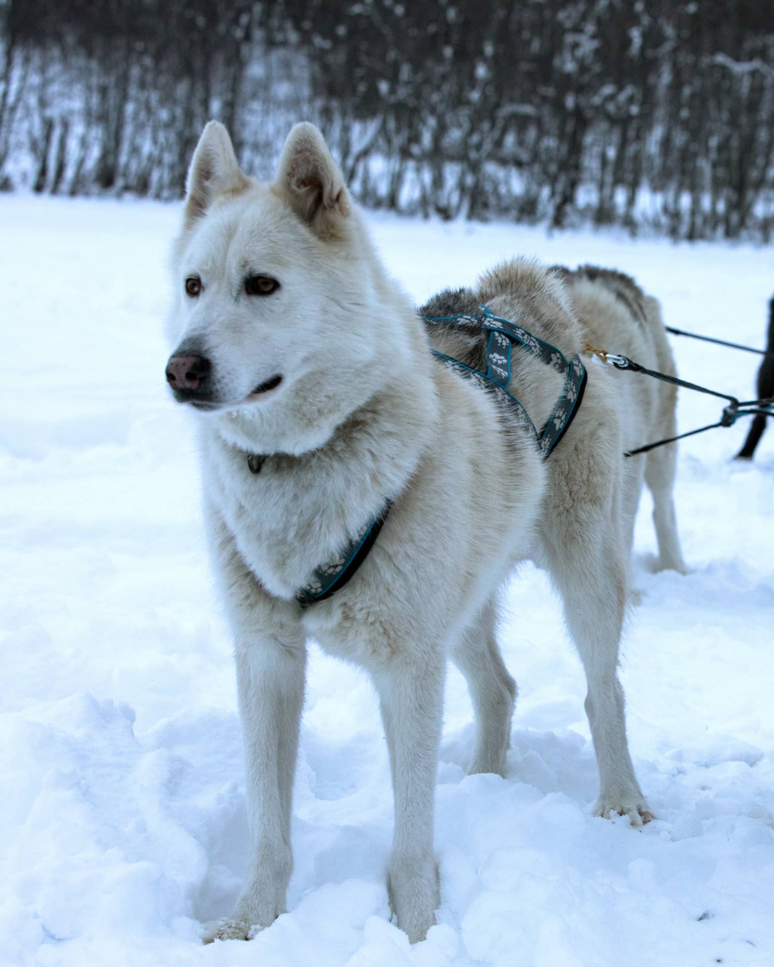 Pack of husky dogs in front of dog sled in snow