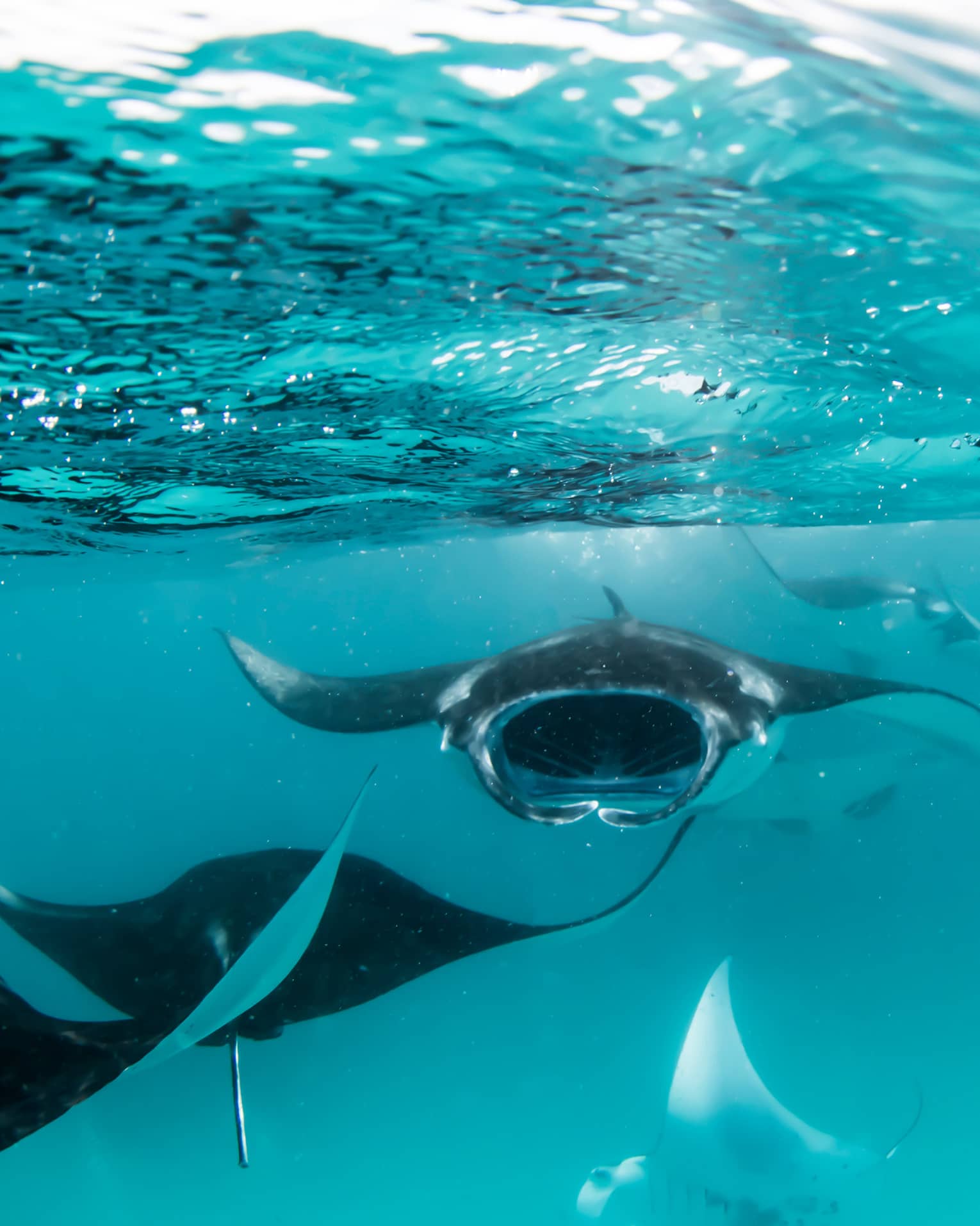 Manta rays swimming underwater