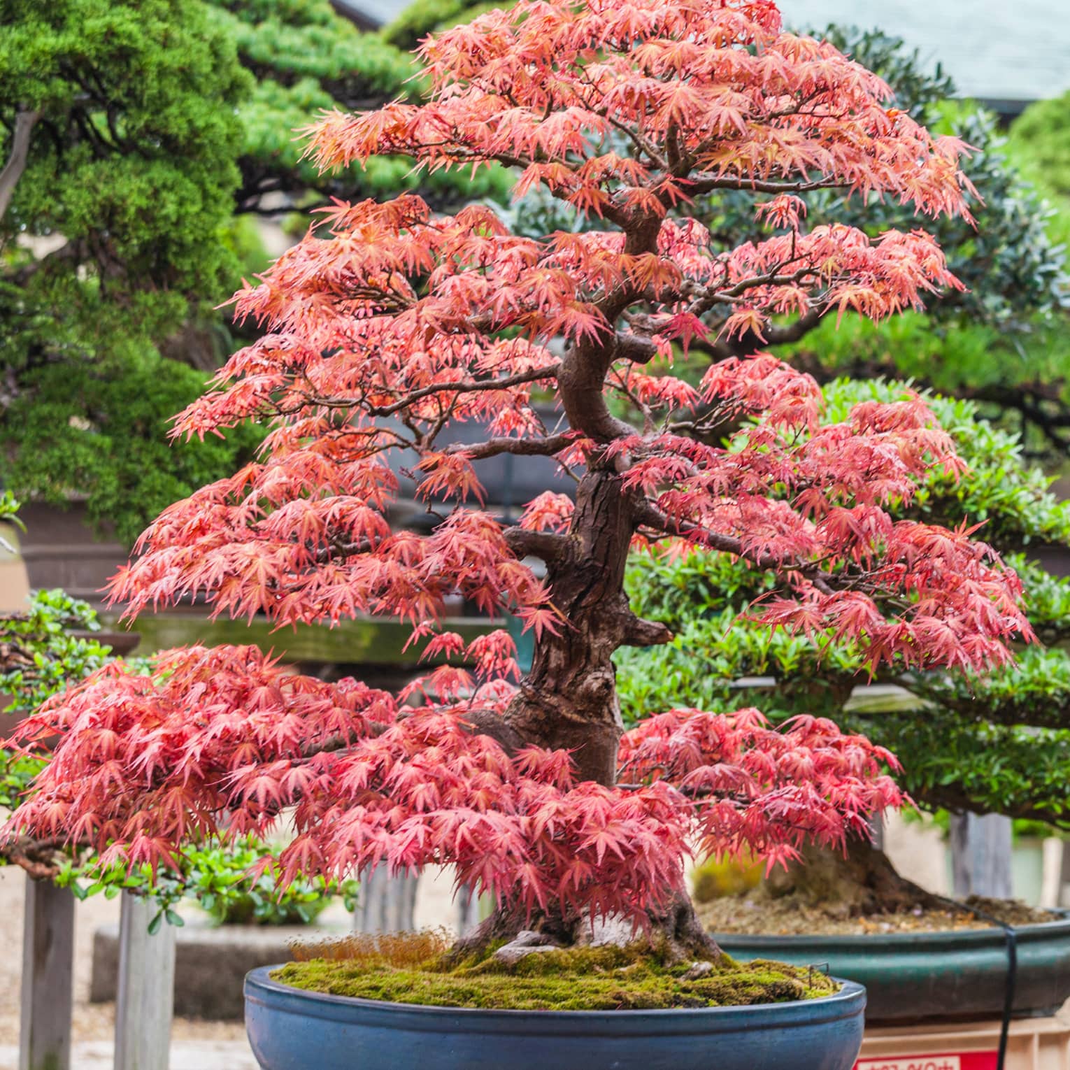 Close-up view of a red-leafed Japanese maple, moss at its base, amid large bonsais in shallow pots.