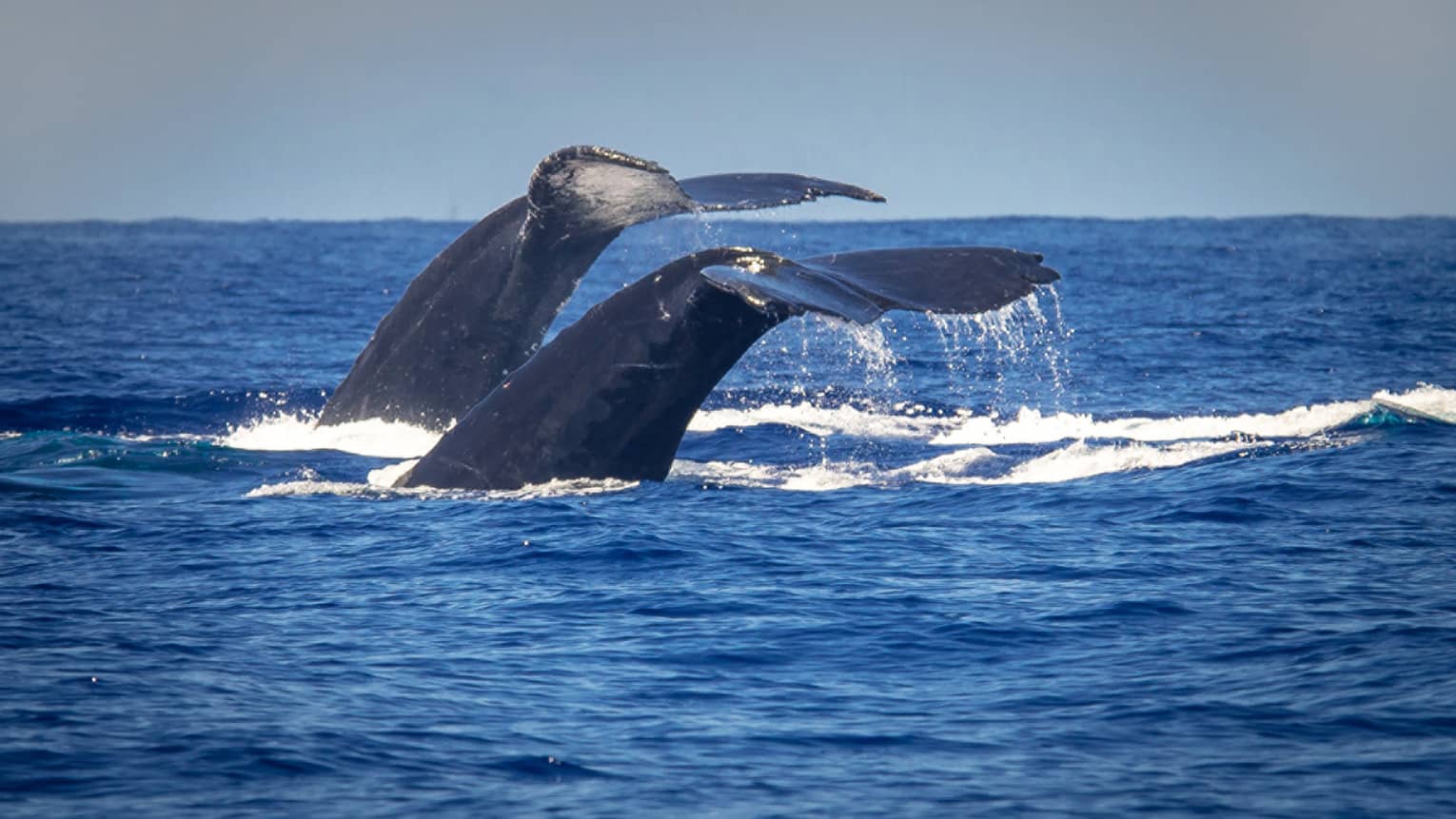 The tails of two humpback whales rise above the ocean off the coast of Maui